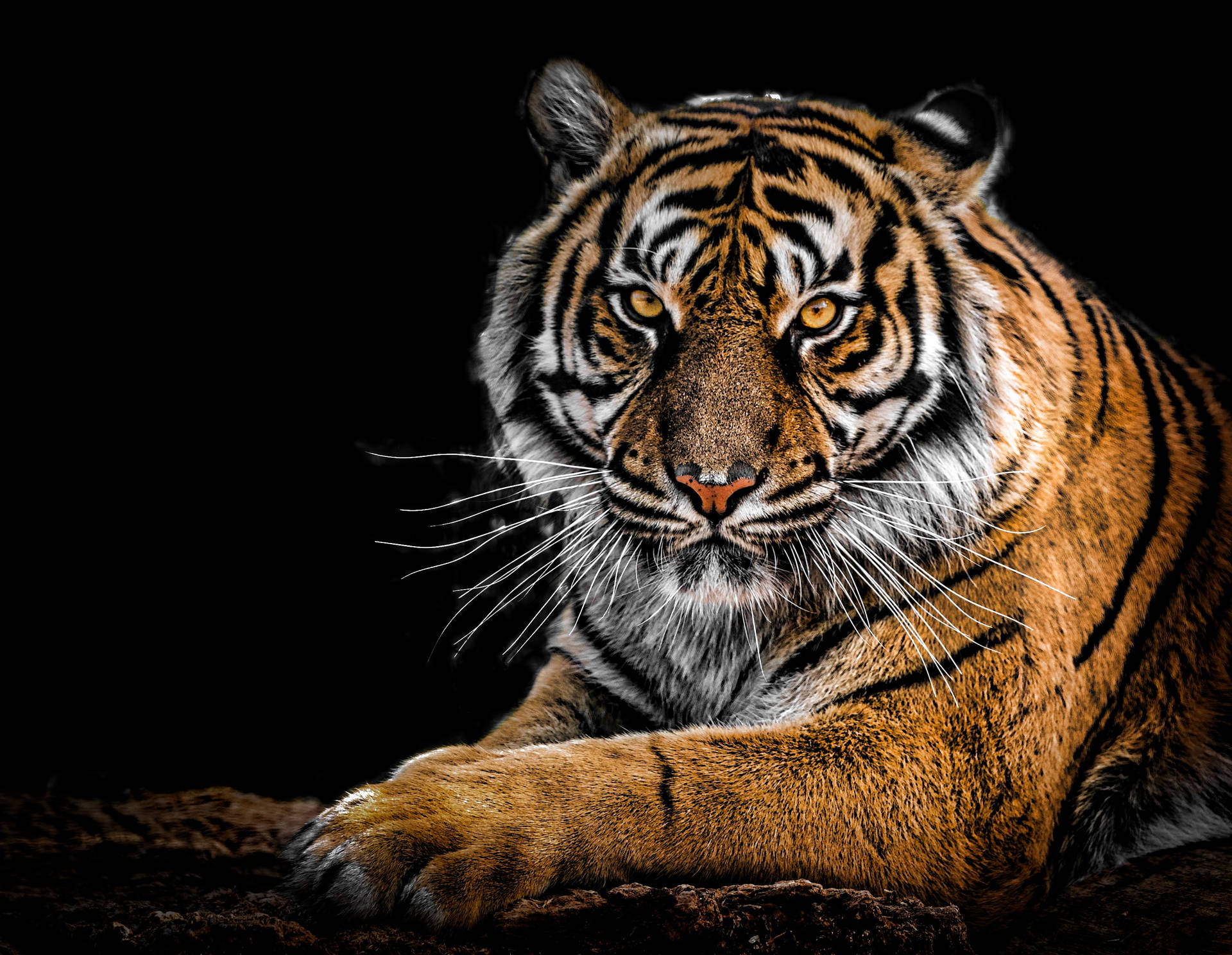 Amazing Portrait Big Tiger Hd Background