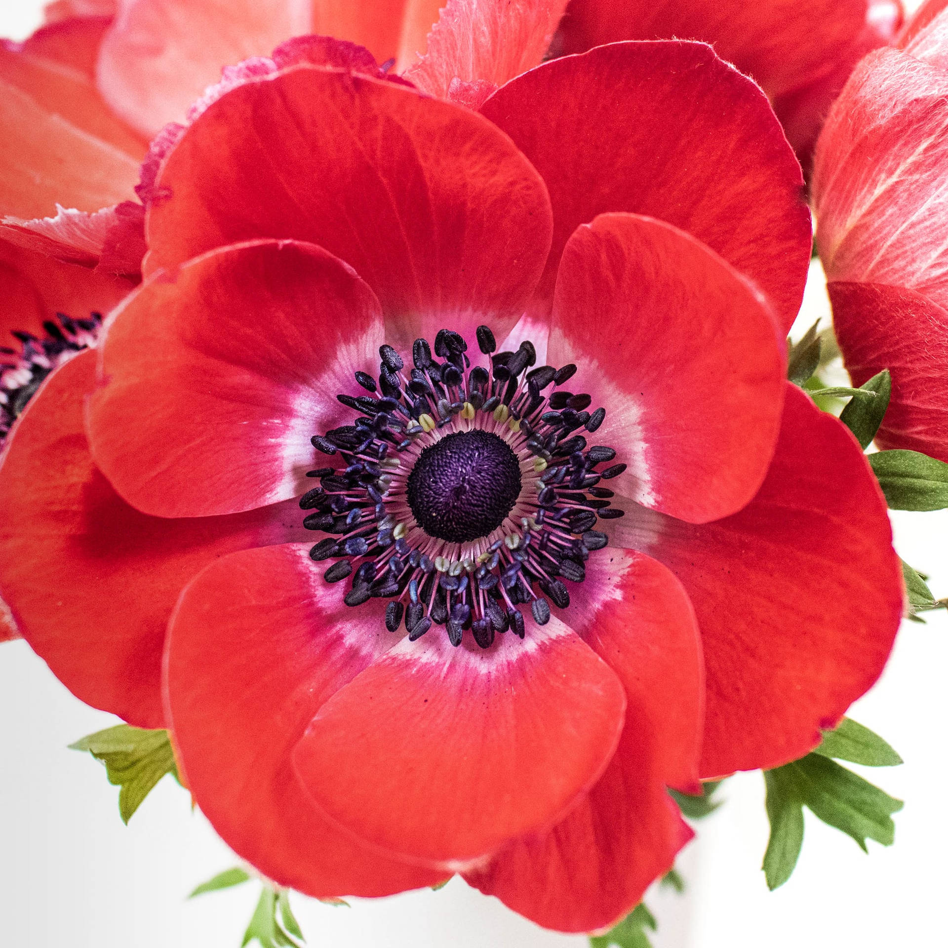 Amazing Red Anemone Flower Wallpaper