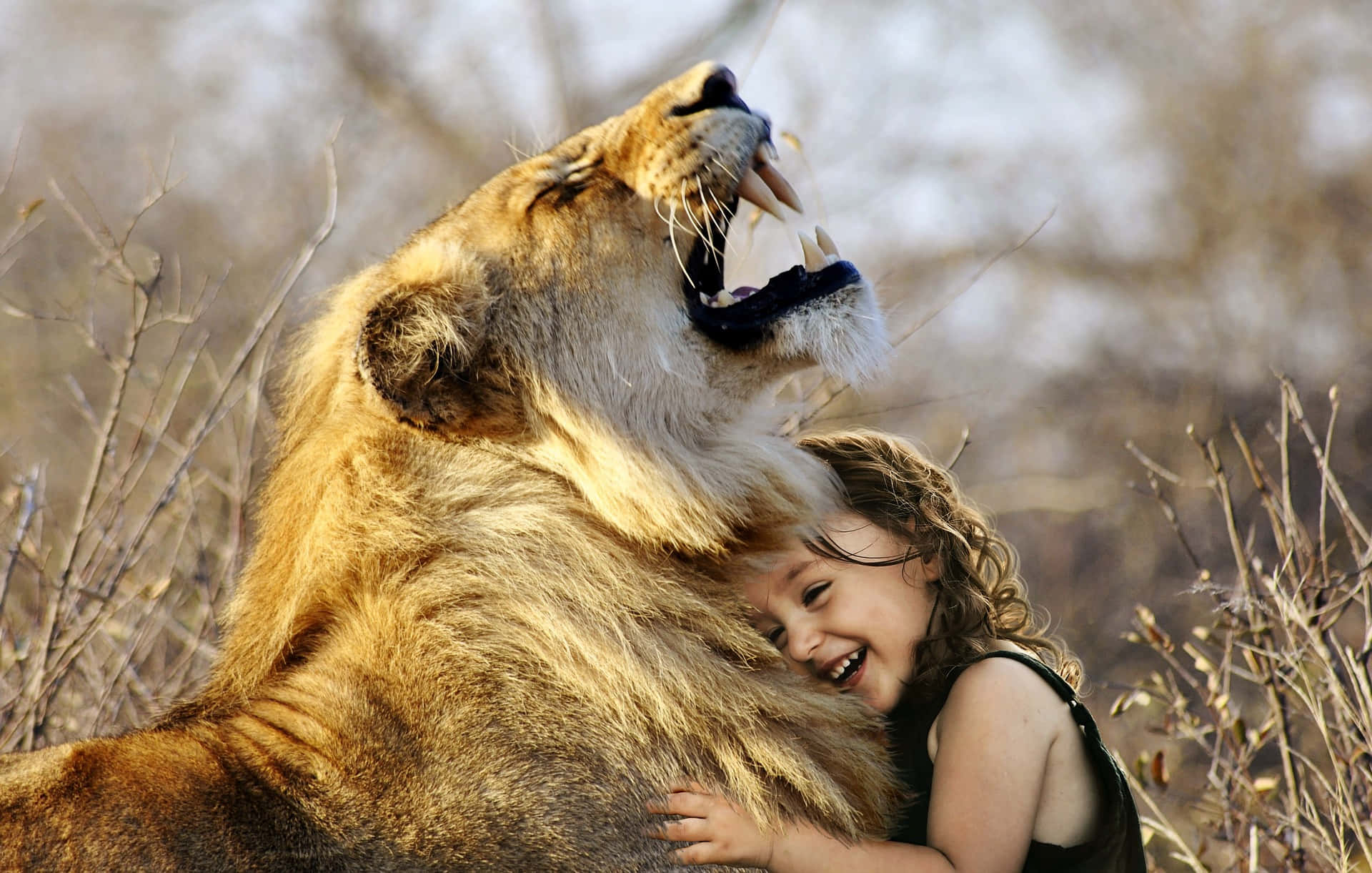 Amazing Shot Of A Young Girl Hugging A Tangible Male Lion Wallpaper