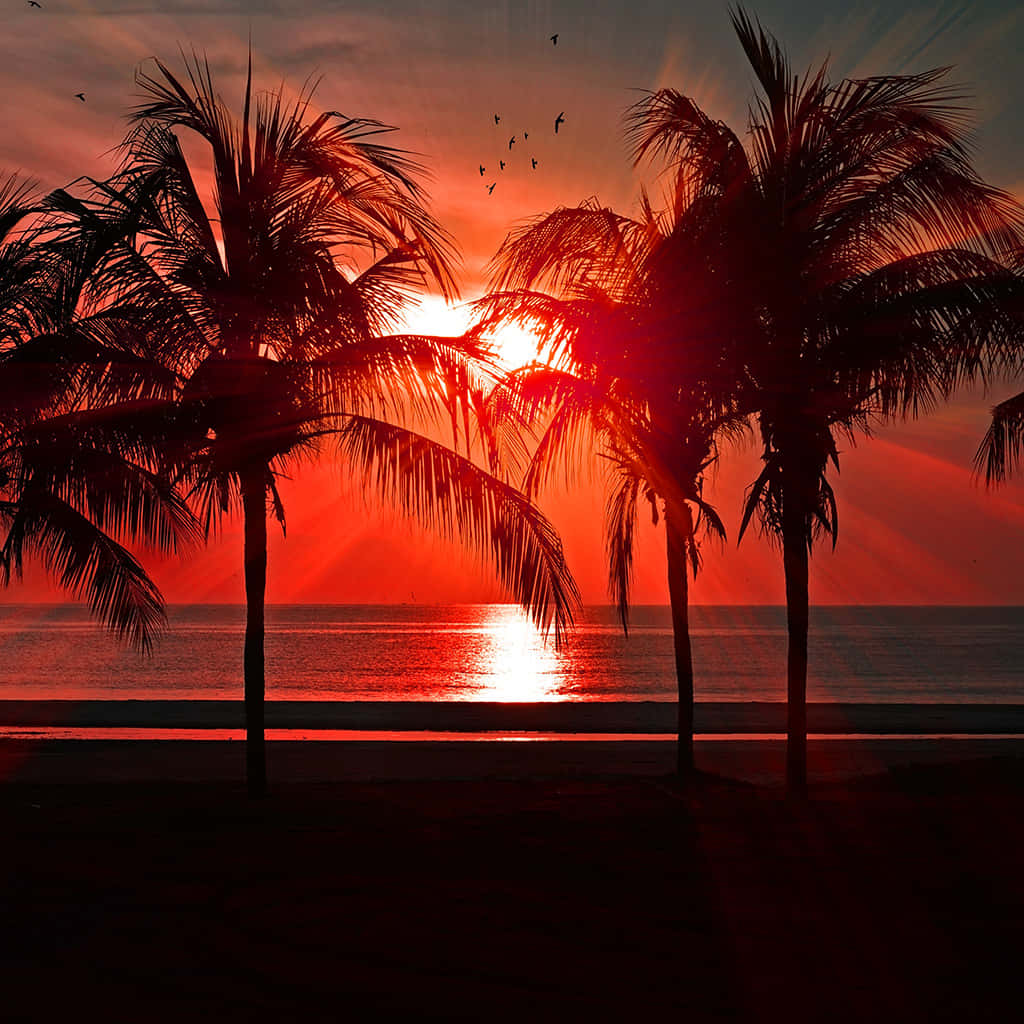 Amazing Sunset With Palm Tree Wallpaper
