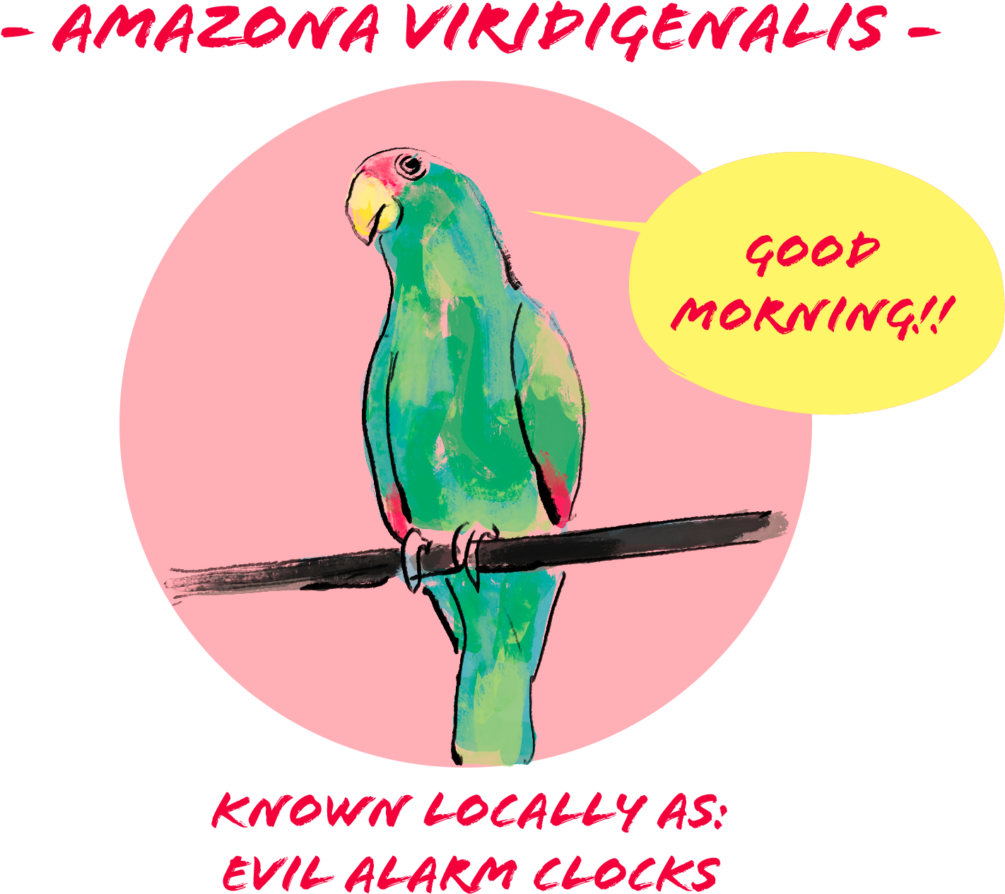 Amazon Parrot Good Morning Illustration PNG