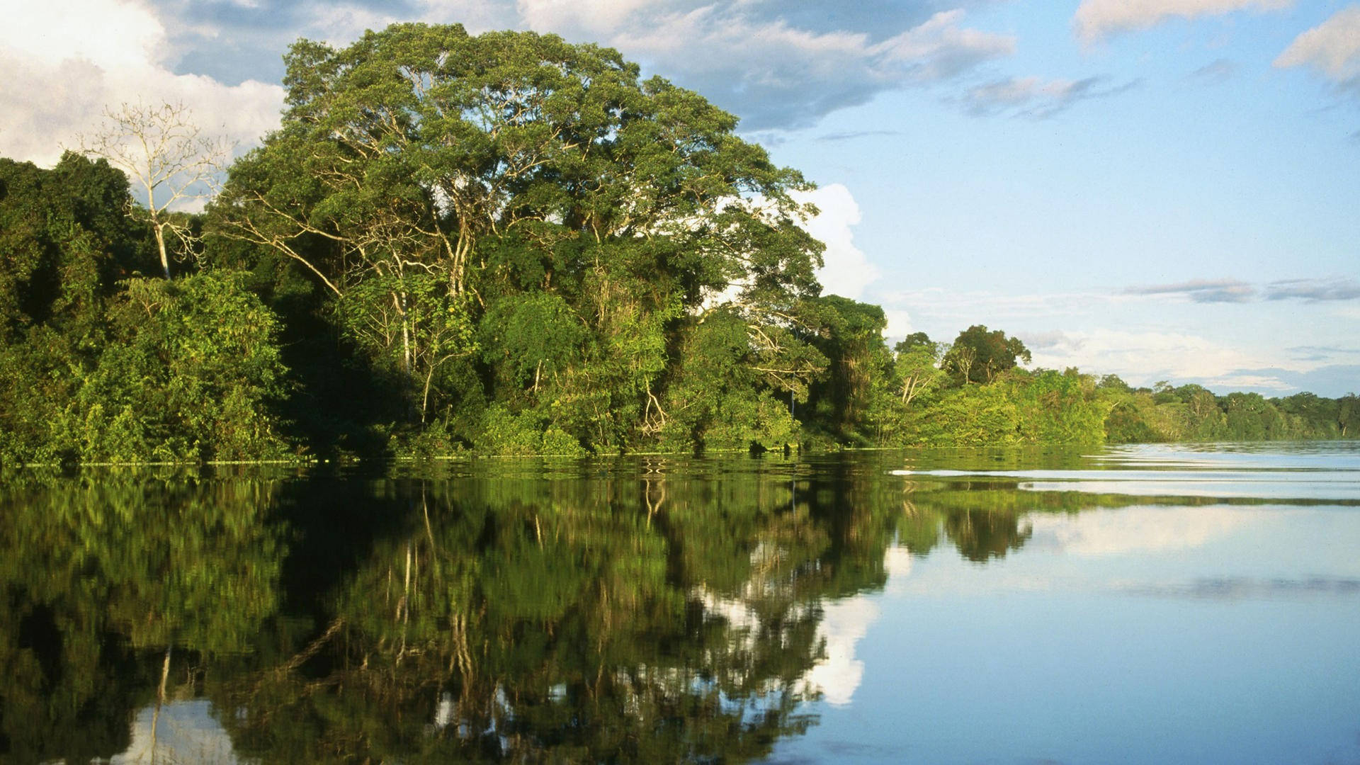 Amazonasbrasilien Mangroven Sumpf Wallpaper
