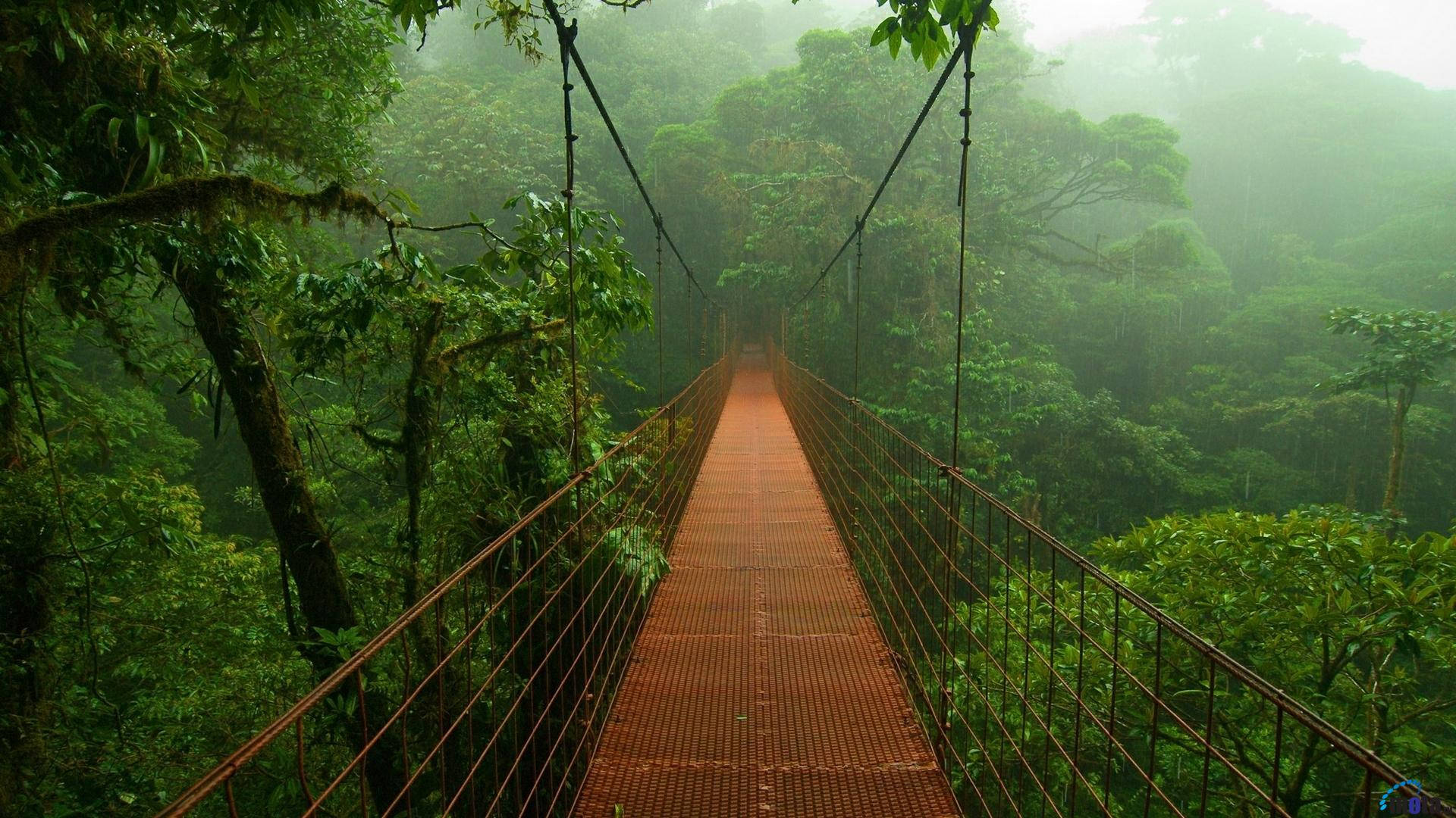Amazonas Hanging Bridge Wallpaper