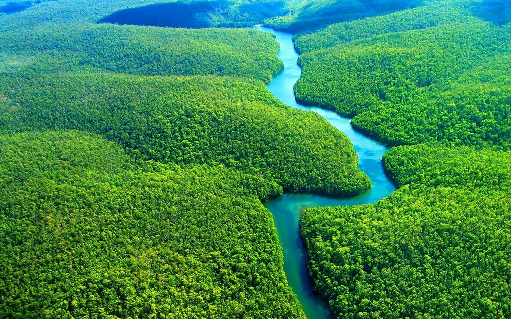 Amazonasbaggrundsbillede.