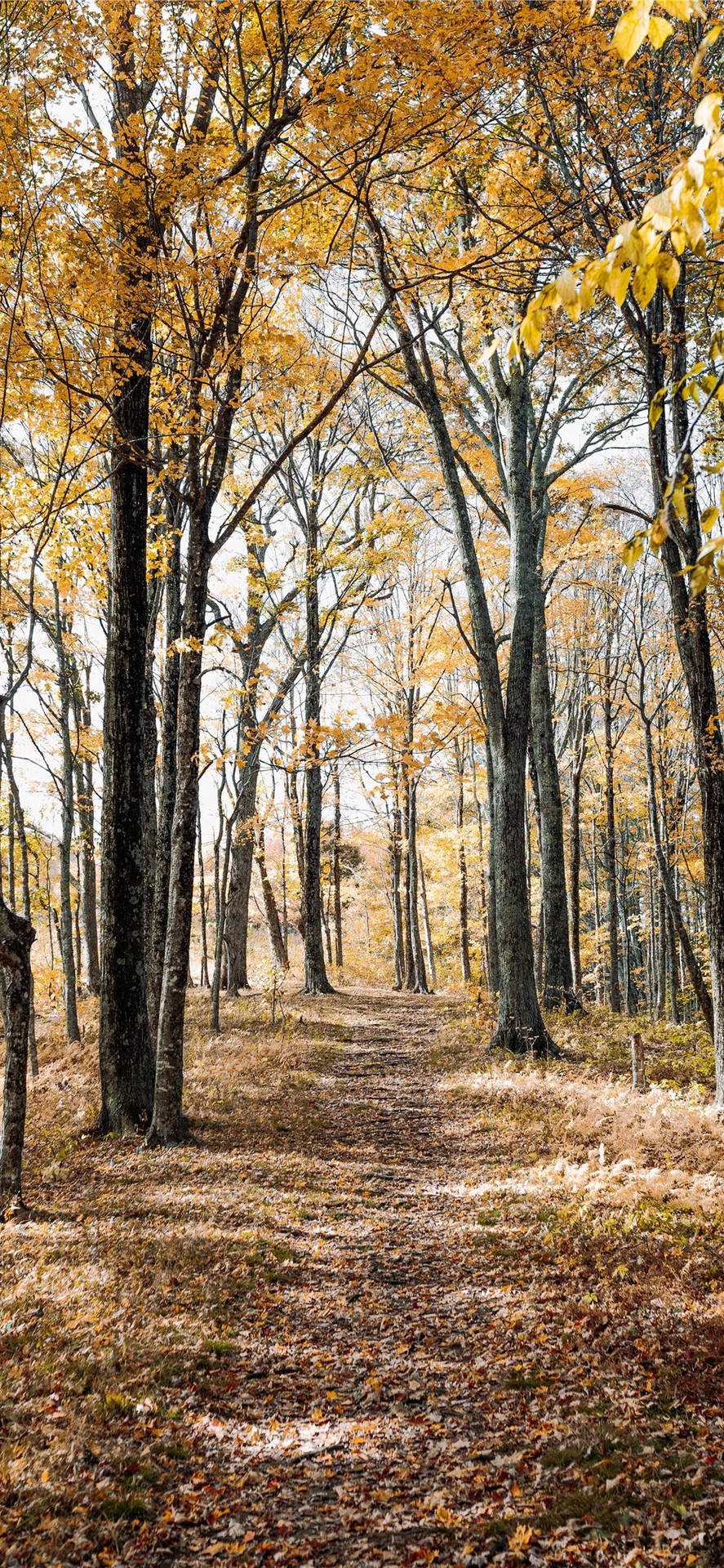 Amber-farvede Efterårstræer I Skoven Iphone Wallpaper