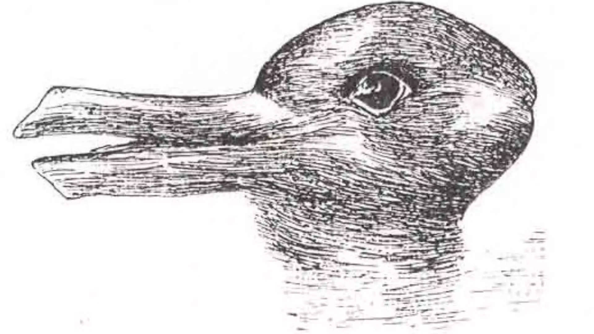 Ilustraciónambigua De Pato Y Conejo Fondo de pantalla