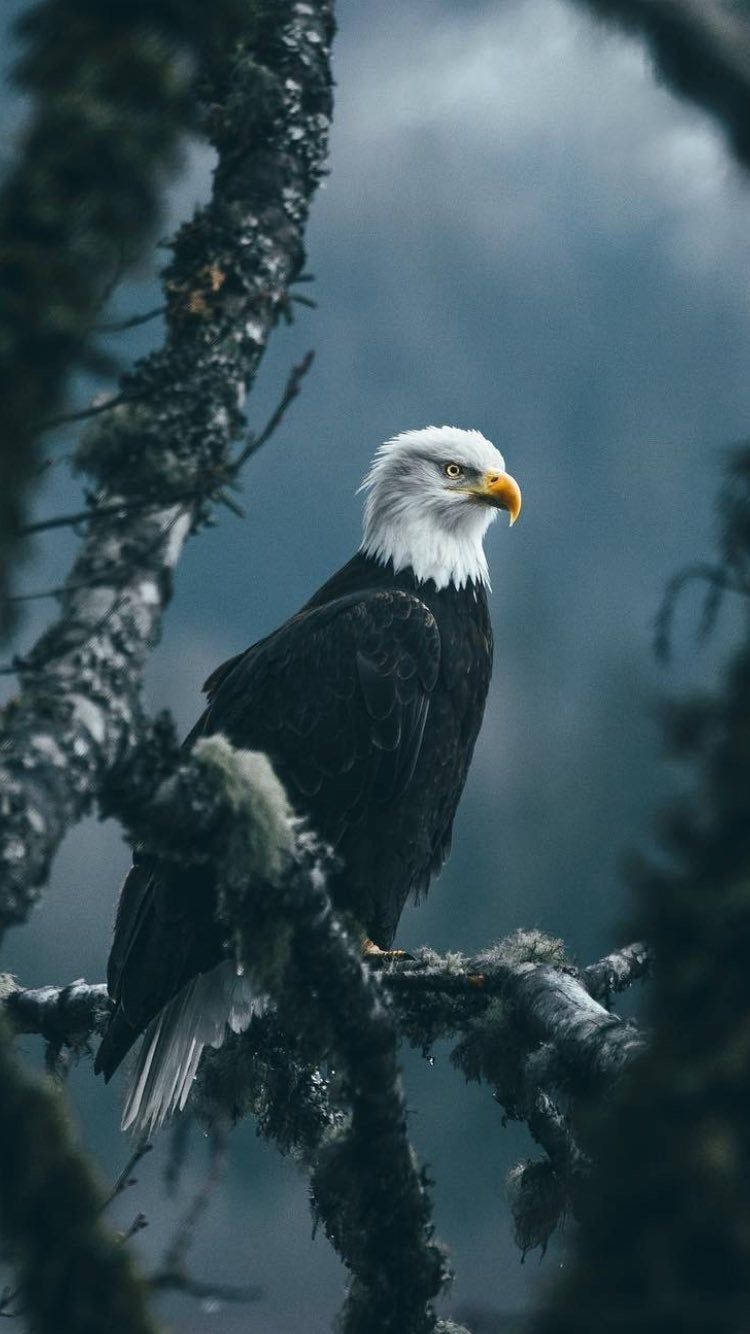 Aggregate more than 143 eagle photos wallpaper best
