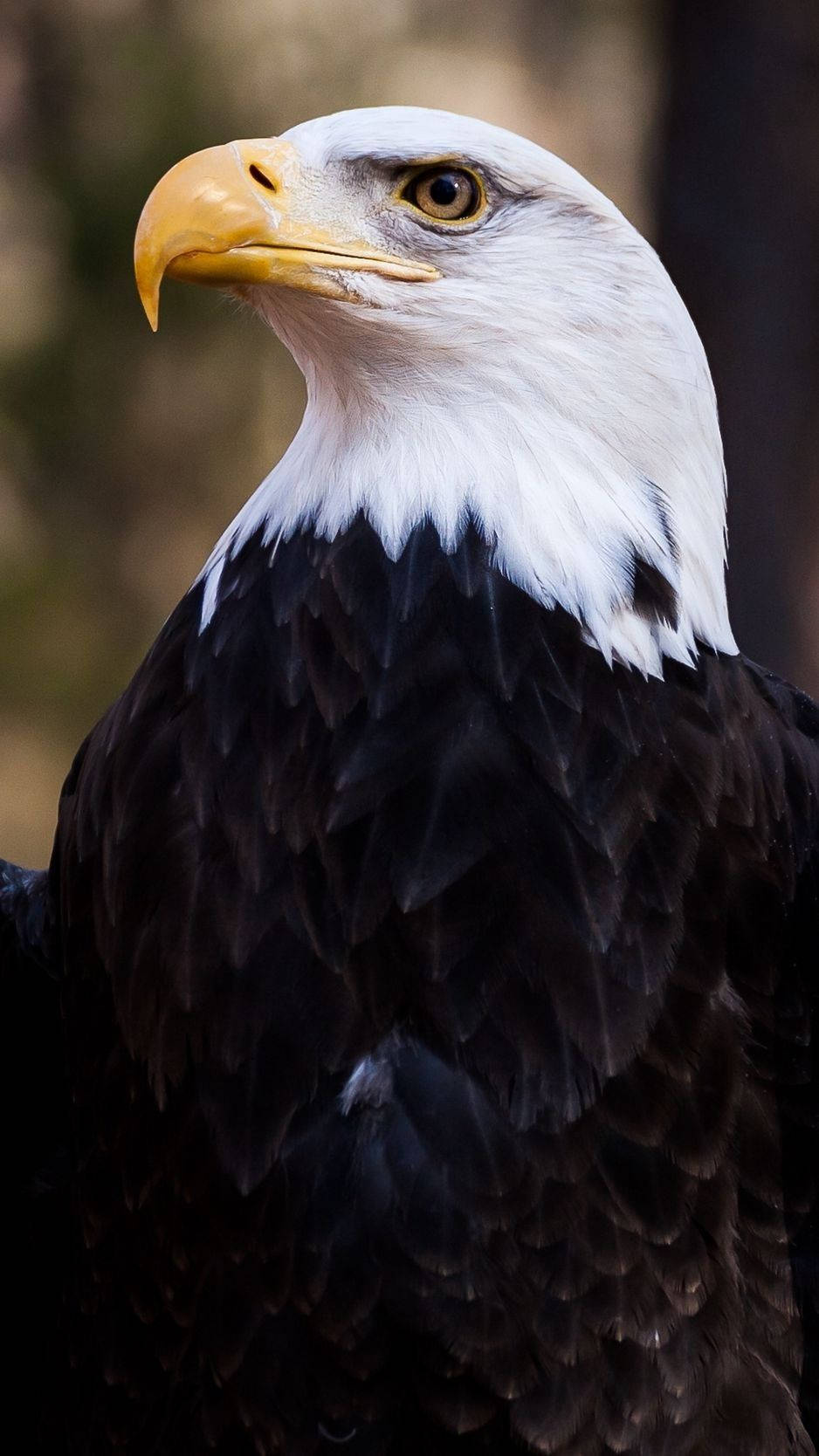 Wallpaperbald Eagle Som Symbol För Amerika Iphone-bakgrundsbild. Wallpaper