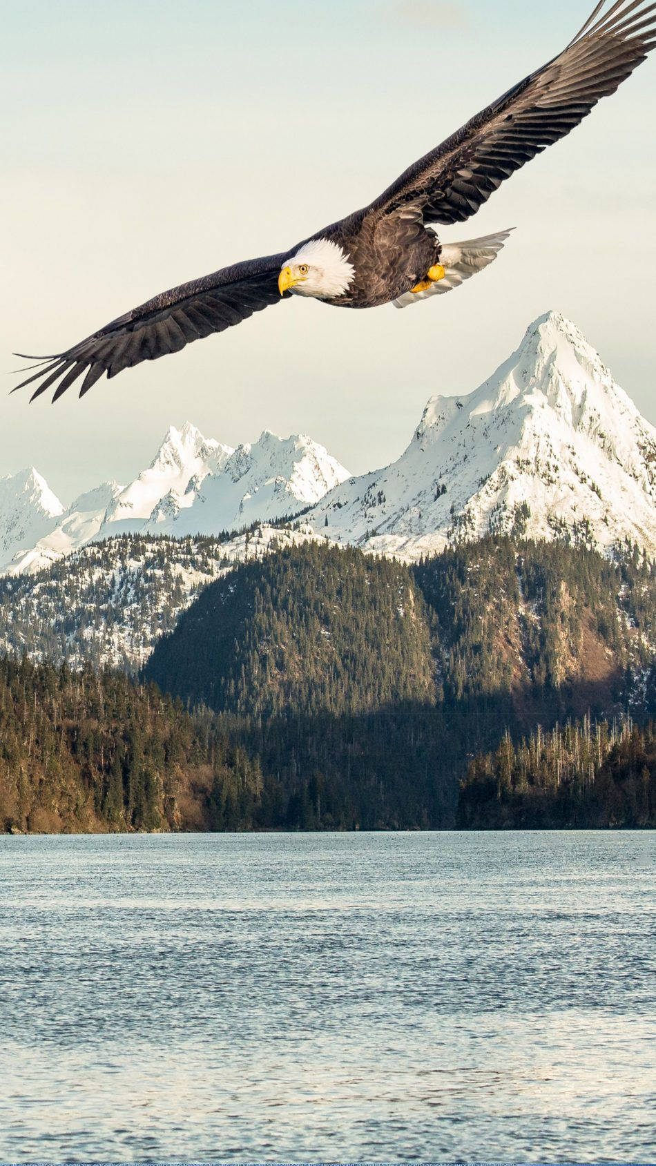 Flying Eagle As The Symbol Of America Iphone Wallpaper