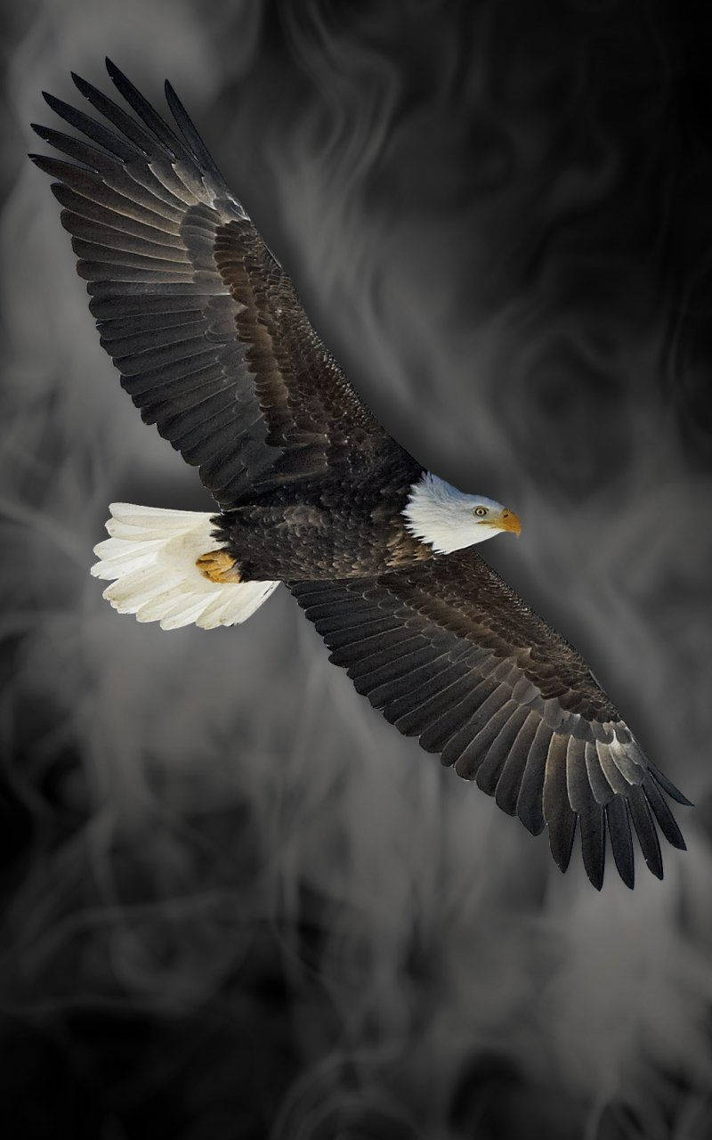 Flying Eagle As Emblem Of America Iphone Wallpaper