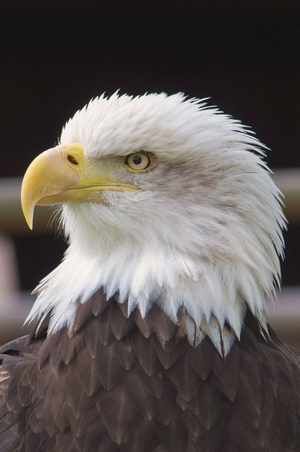 Eagle Portrait As Emblem Of America Iphone Wallpaper