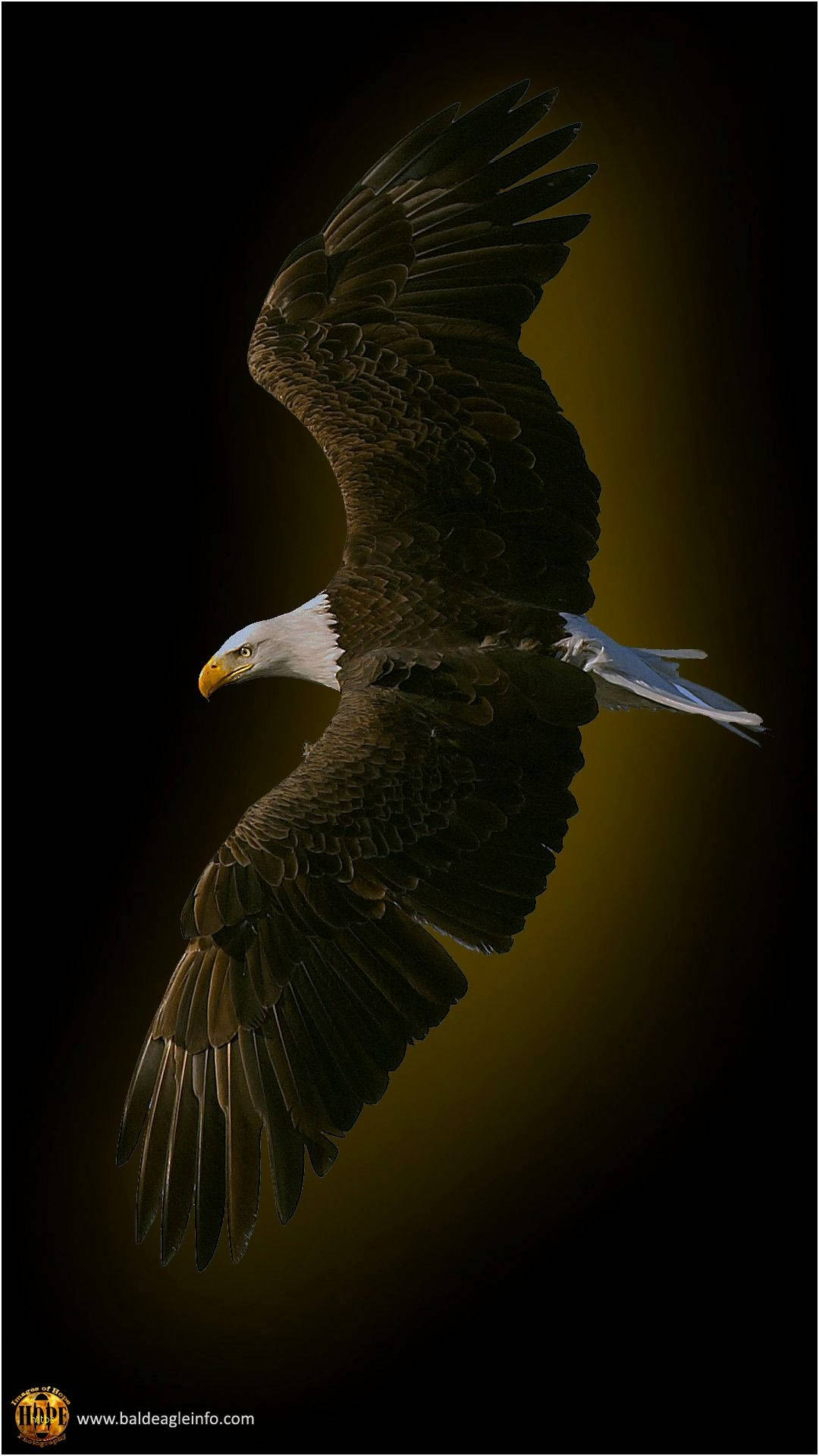Flyvende fuglesymbol af Amerika Iphone Wallpaper