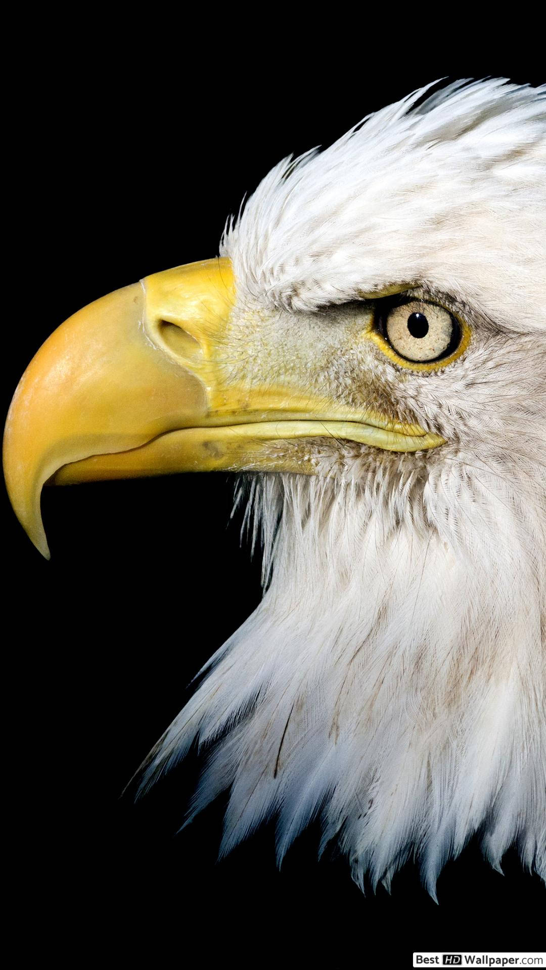 Primerplano De Águila De América Para Iphone. Fondo de pantalla