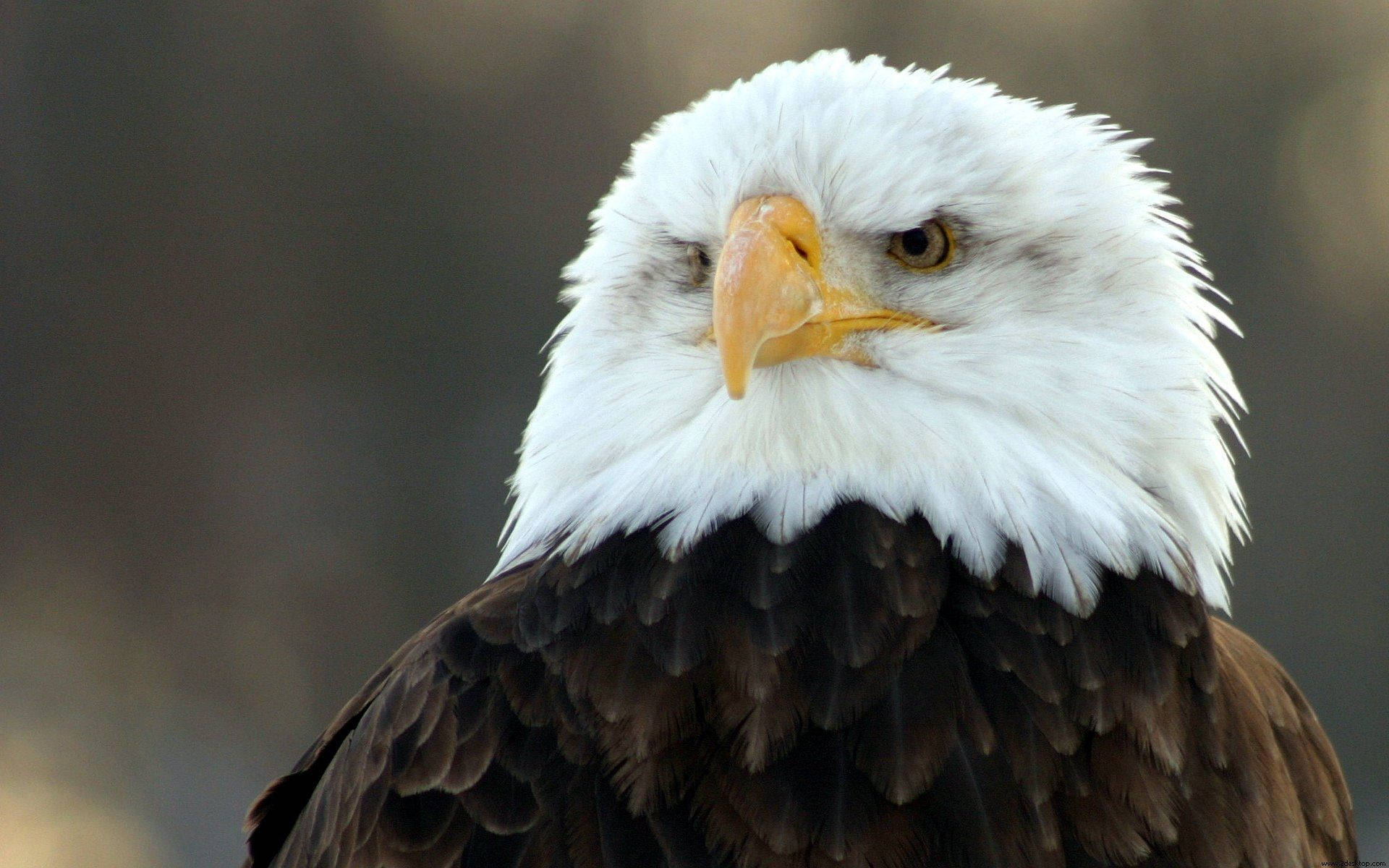 American Bald Eagle With Sharp Beak Wallpaper