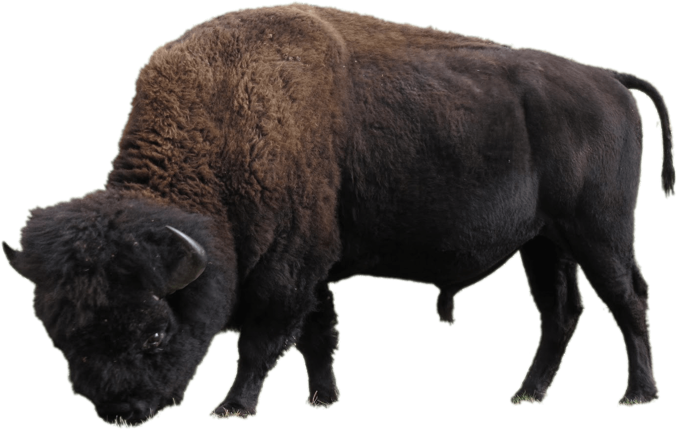 American Bison Side View PNG
