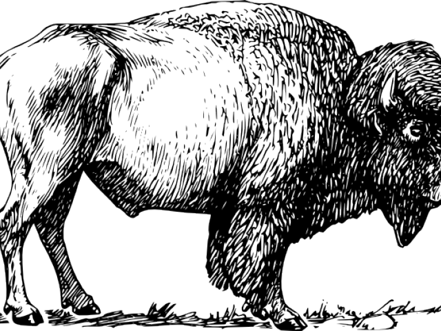 American Bison Silhouette PNG