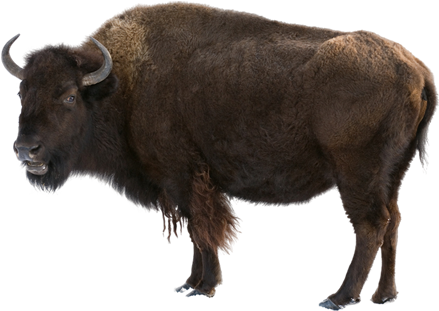 American Bison Standing Transparent Background PNG