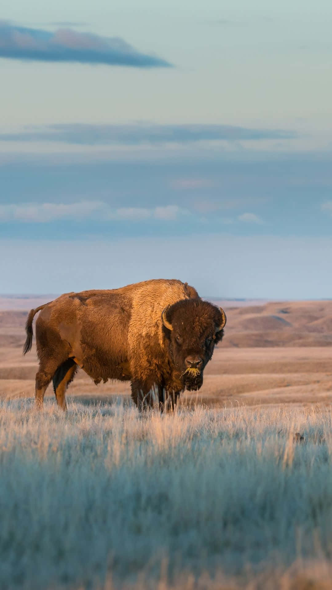 Amerikaanse Bison Bij Dusk Achtergrond