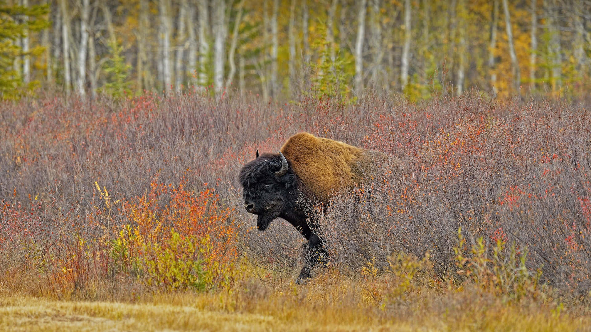 Amerikaanse Bison In Herfst Grasland Achtergrond