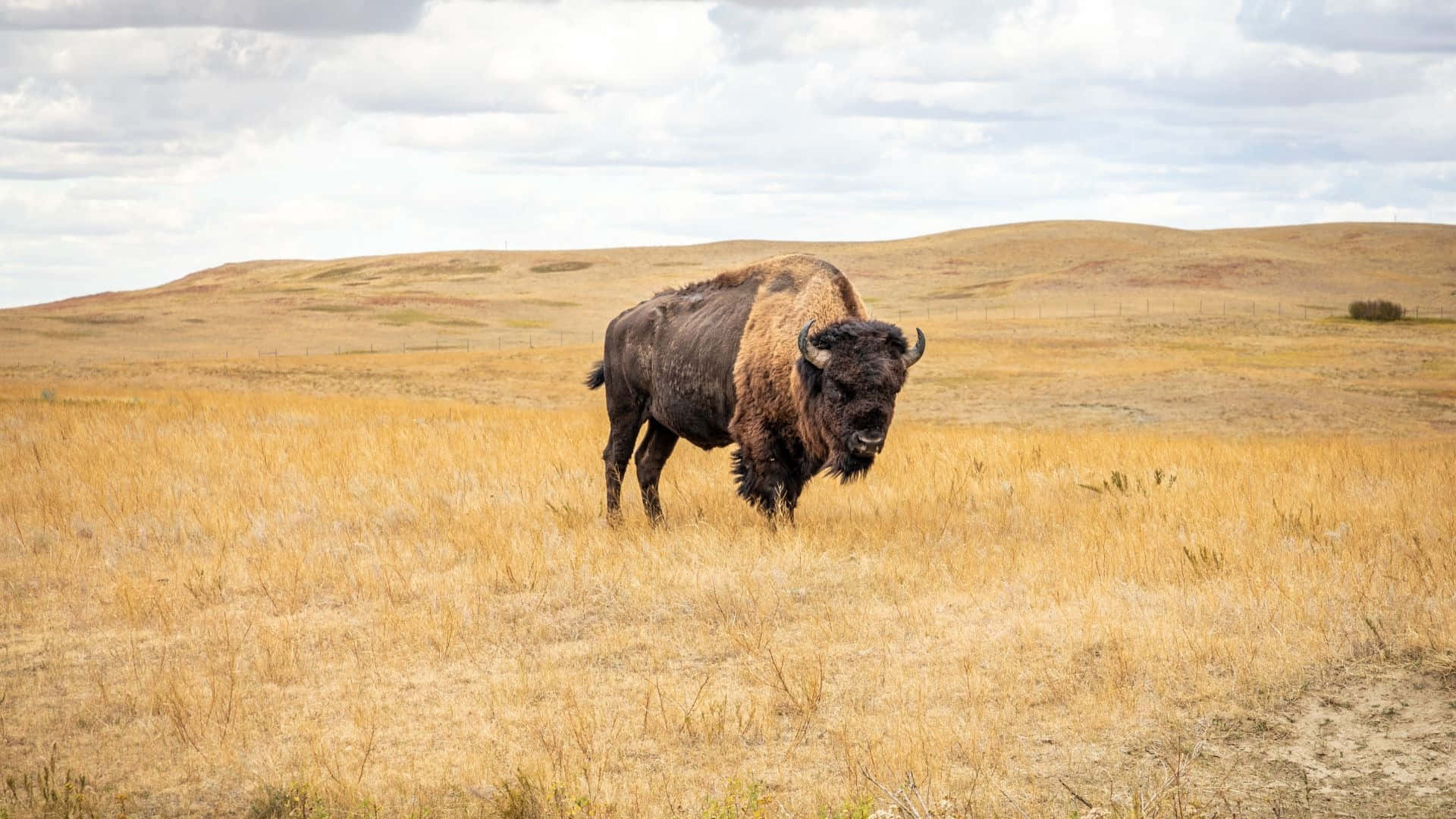 Amerikaanse Bison In Grasland Habitat.jpg Achtergrond