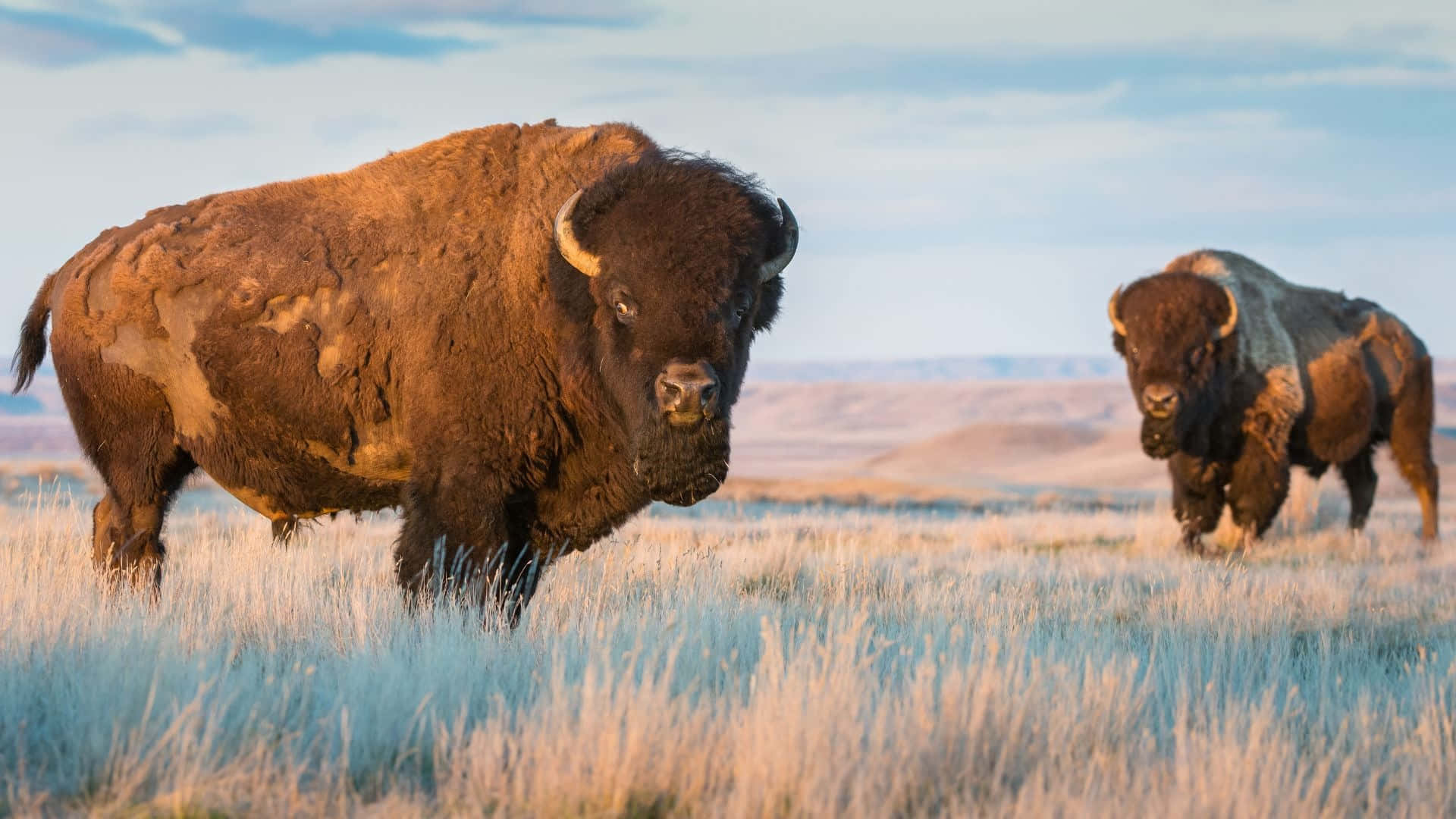 Amerikaanse Bison In Grasland Bij Dusk Achtergrond