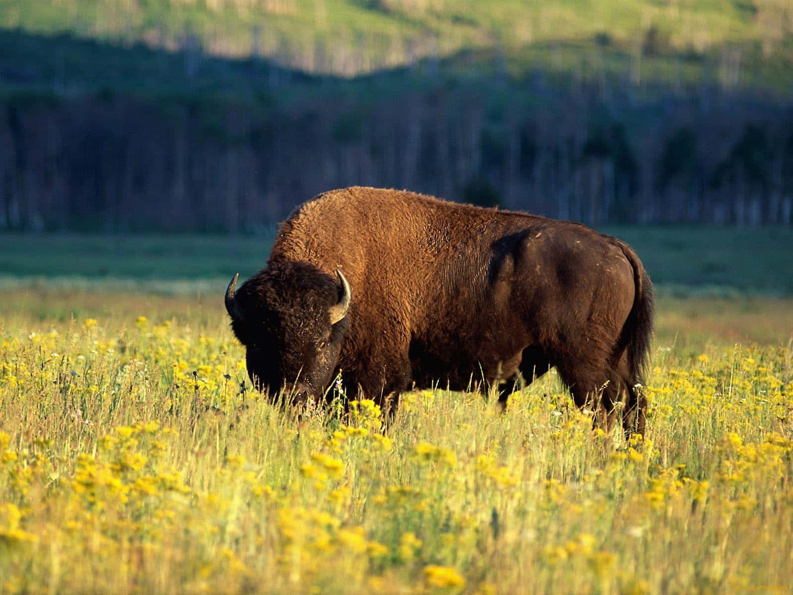 Amerikaanse Bison In Wilde Bloemen Weide.jpg Achtergrond