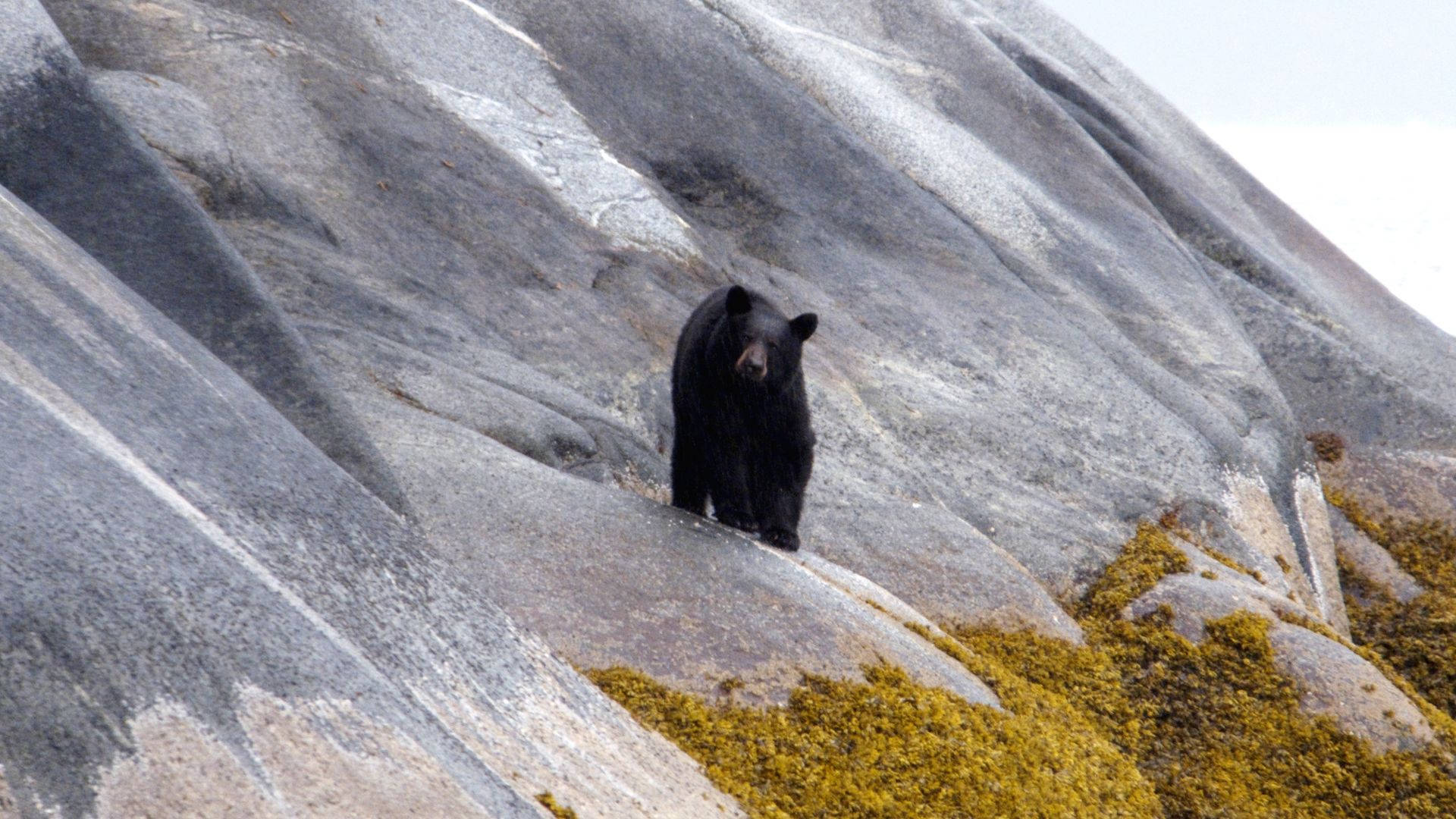 American Black Bear On Slope Picture