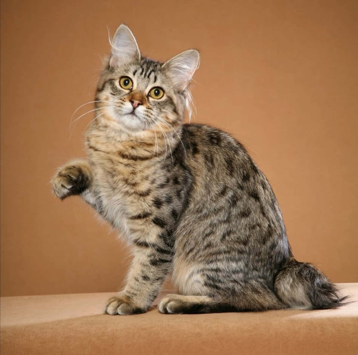 Playful American Bobtail Cat Posing Wallpaper