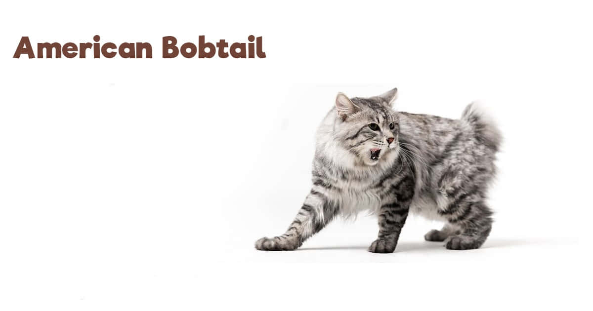 Elegant American Bobtail Cat in Nature Wallpaper