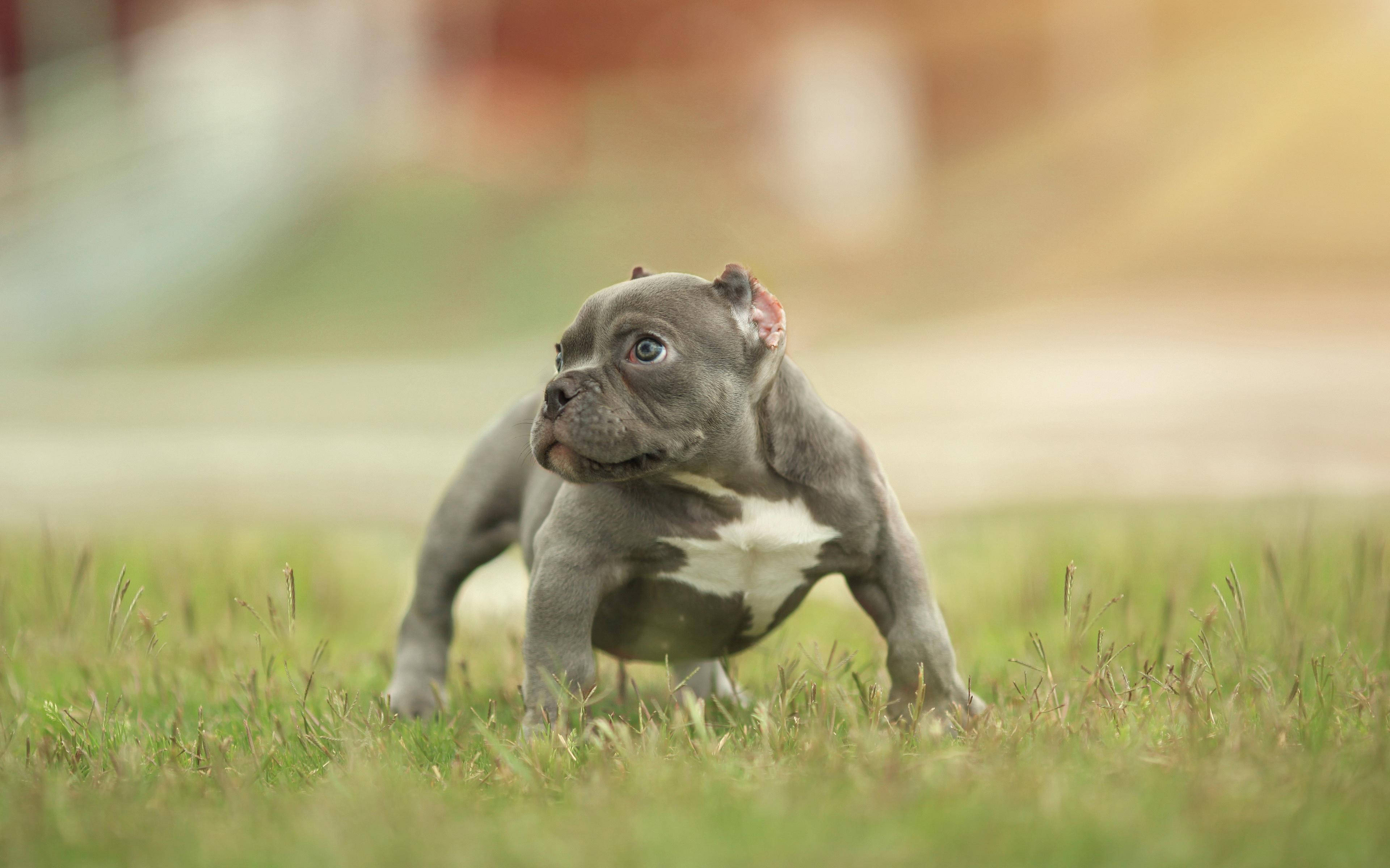 American Bully Puppy Dog On Grass Wallpaper