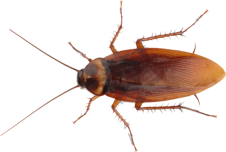 American Cockroach P N G Transparent Image PNG