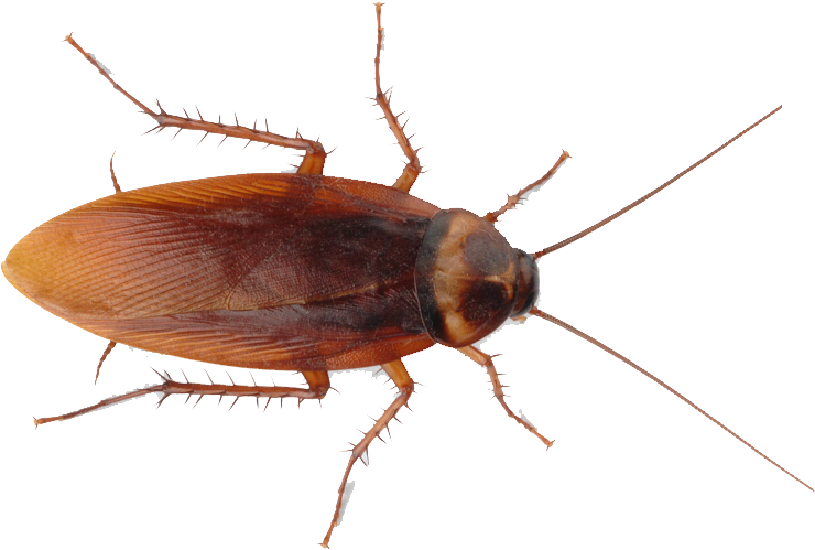 American Cockroach Top View PNG