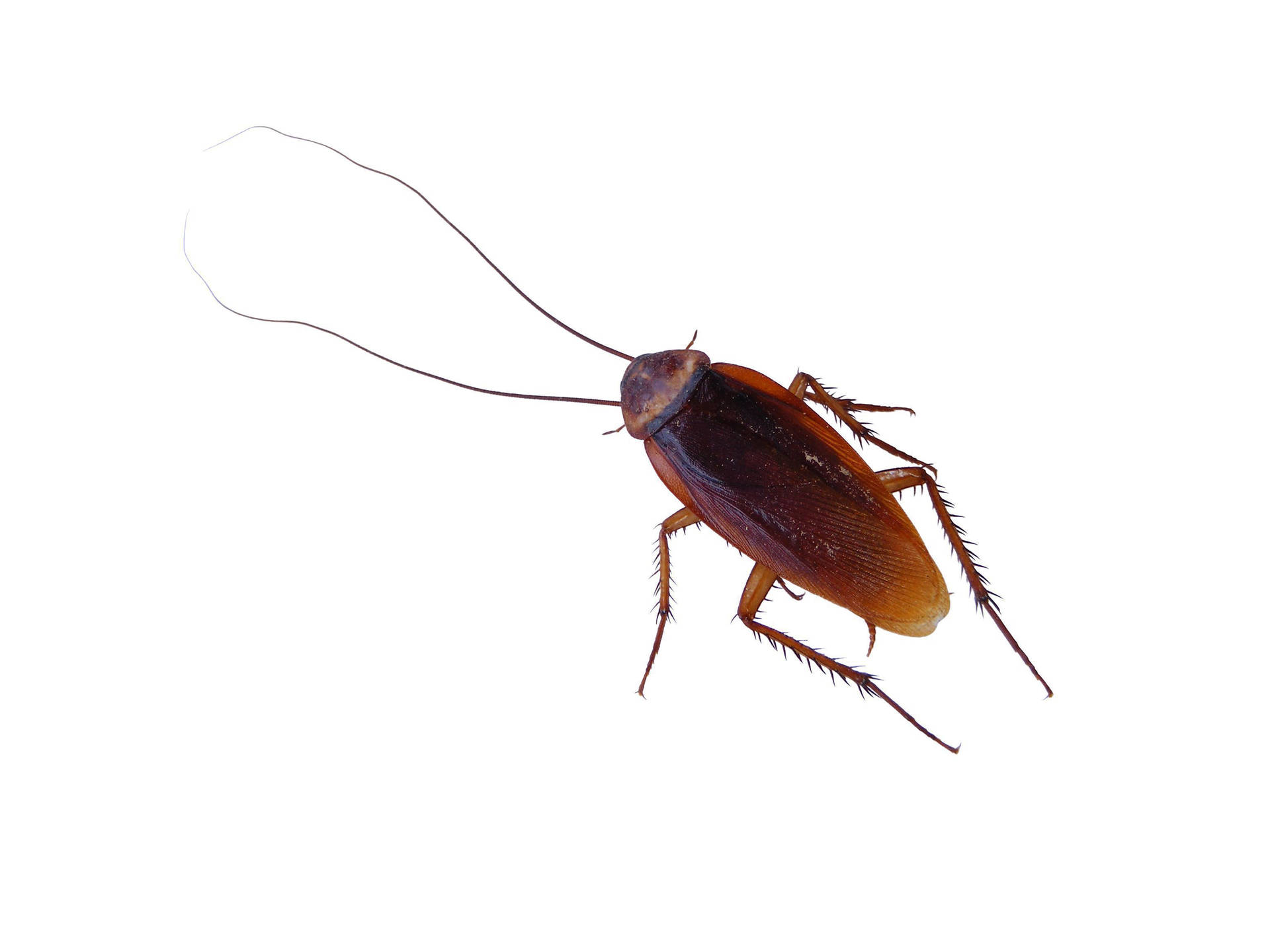 American Cockroach With Long Antenna Wallpaper