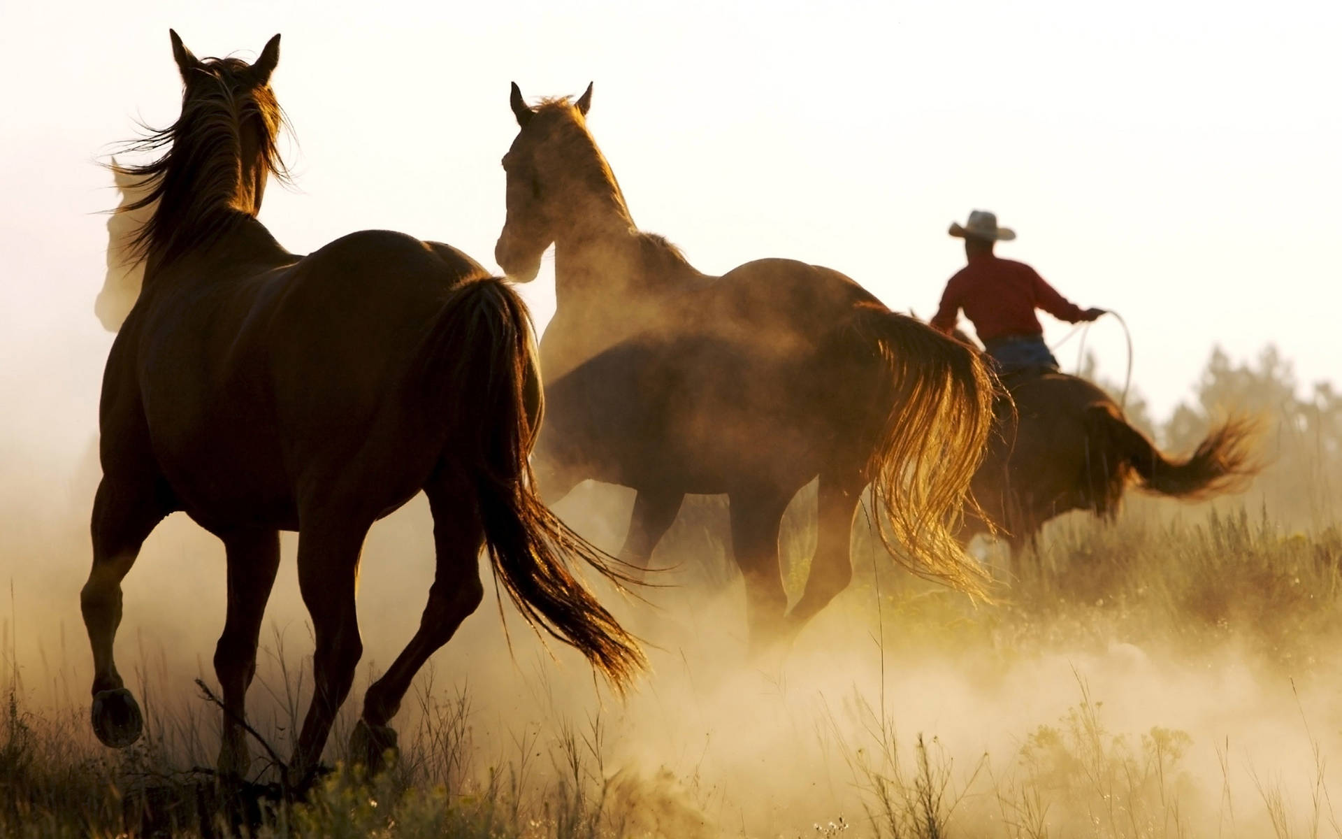Enamerikansk Cowboy Ridande Genom Vildmarken. Wallpaper