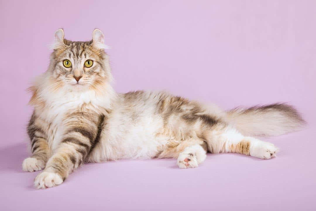 American Curl Cat With Unique Curled Ears Wallpaper