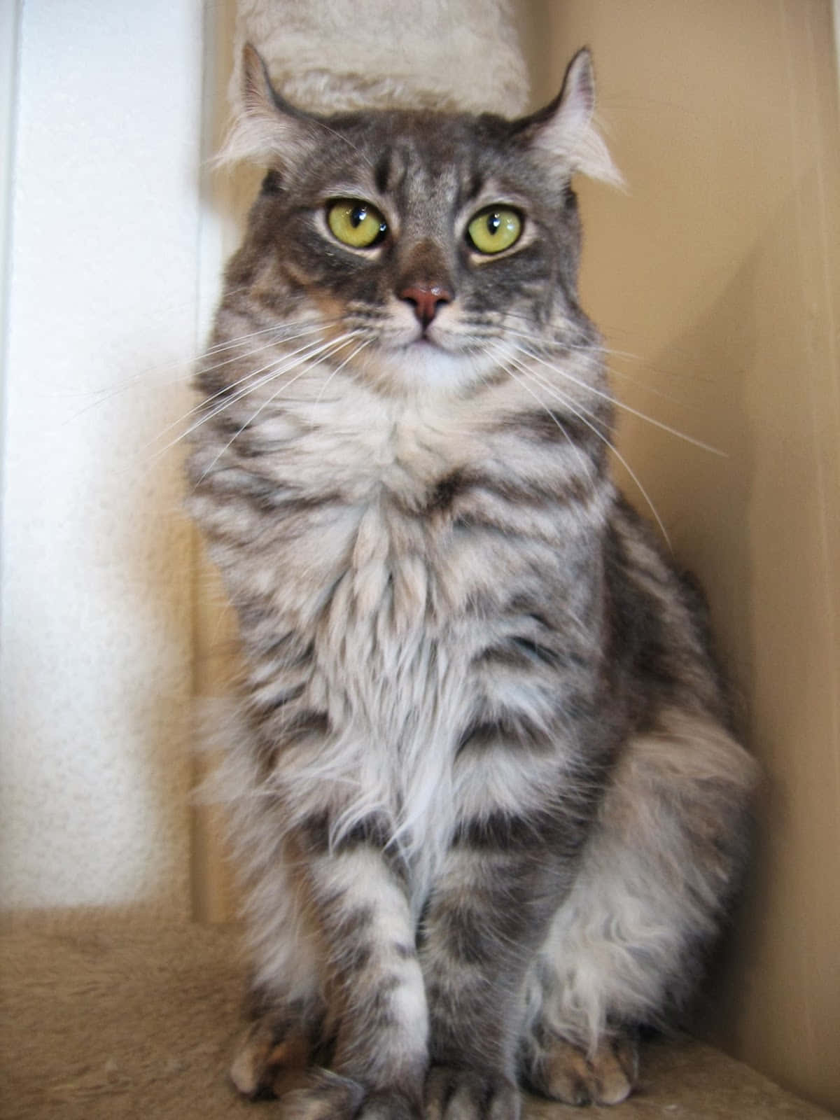 Adorable American Curl cat in playful pose Wallpaper