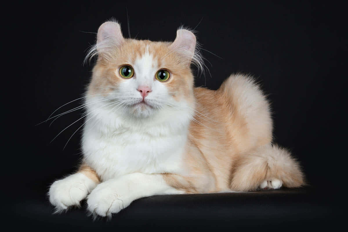 Beautiful American Curl Cat Posing Elegantly Wallpaper