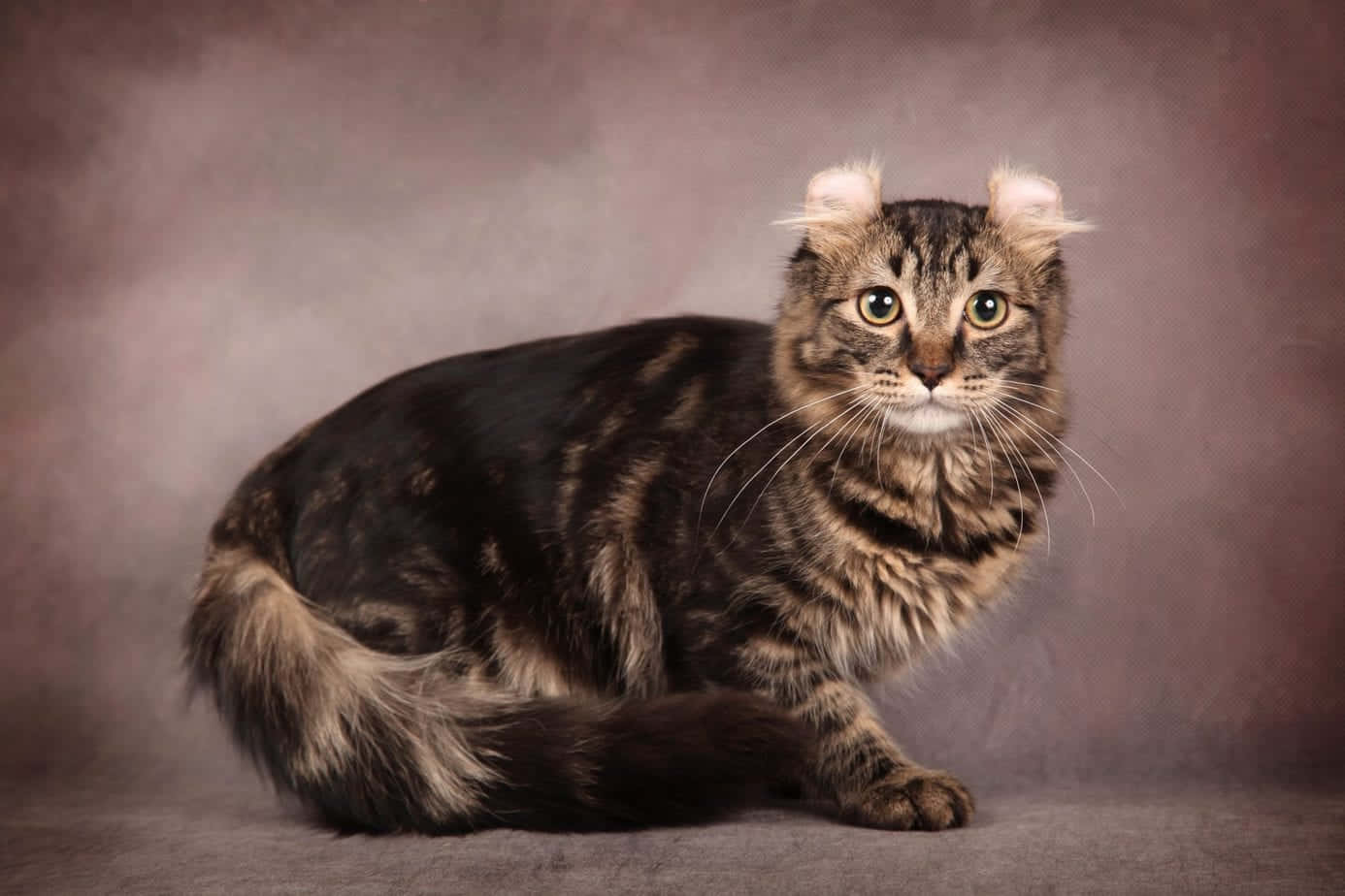 Adorable American Curl cat lying down with its signature curved ears Wallpaper