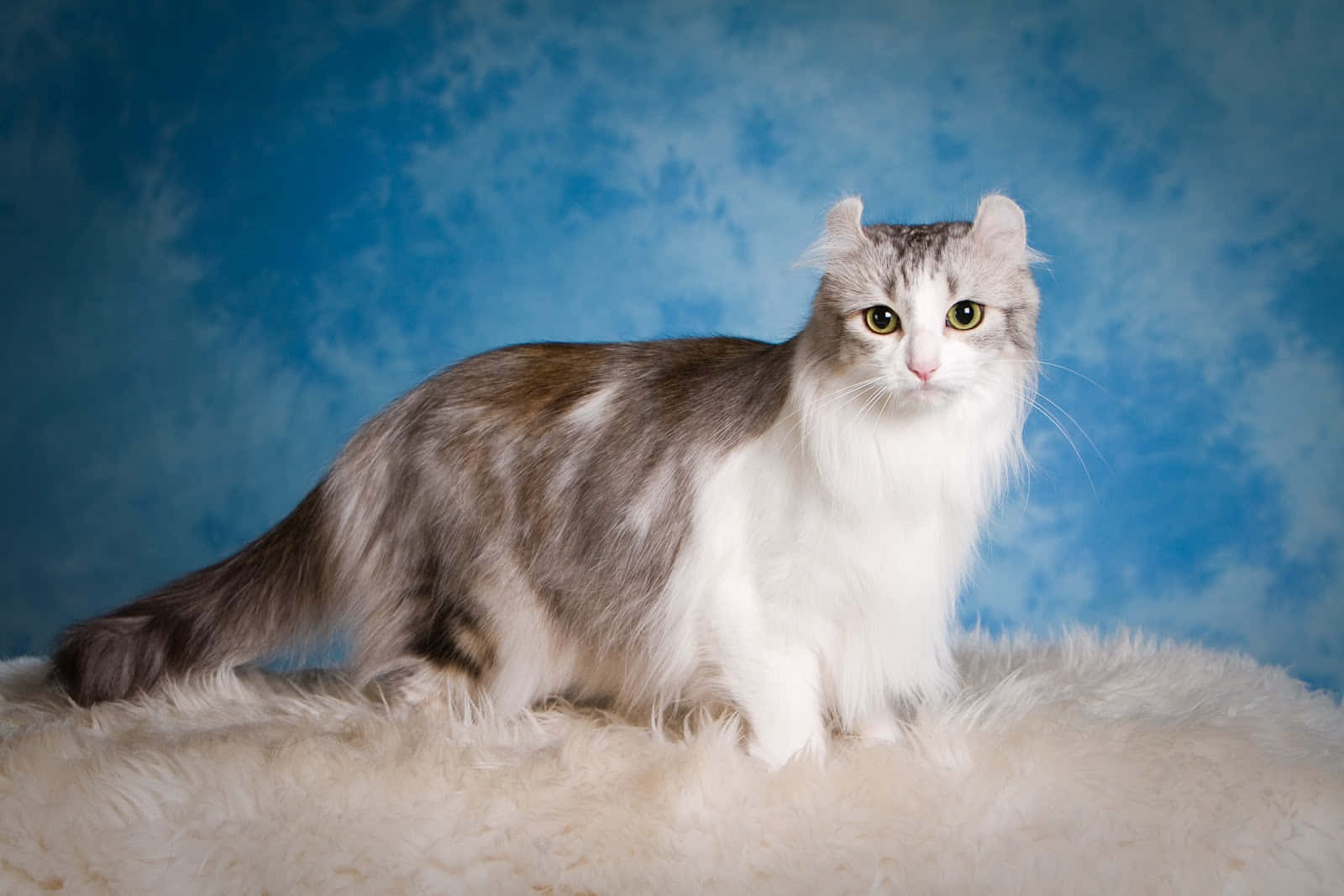 American Curl cat relaxing in a bright sunlit room. Wallpaper