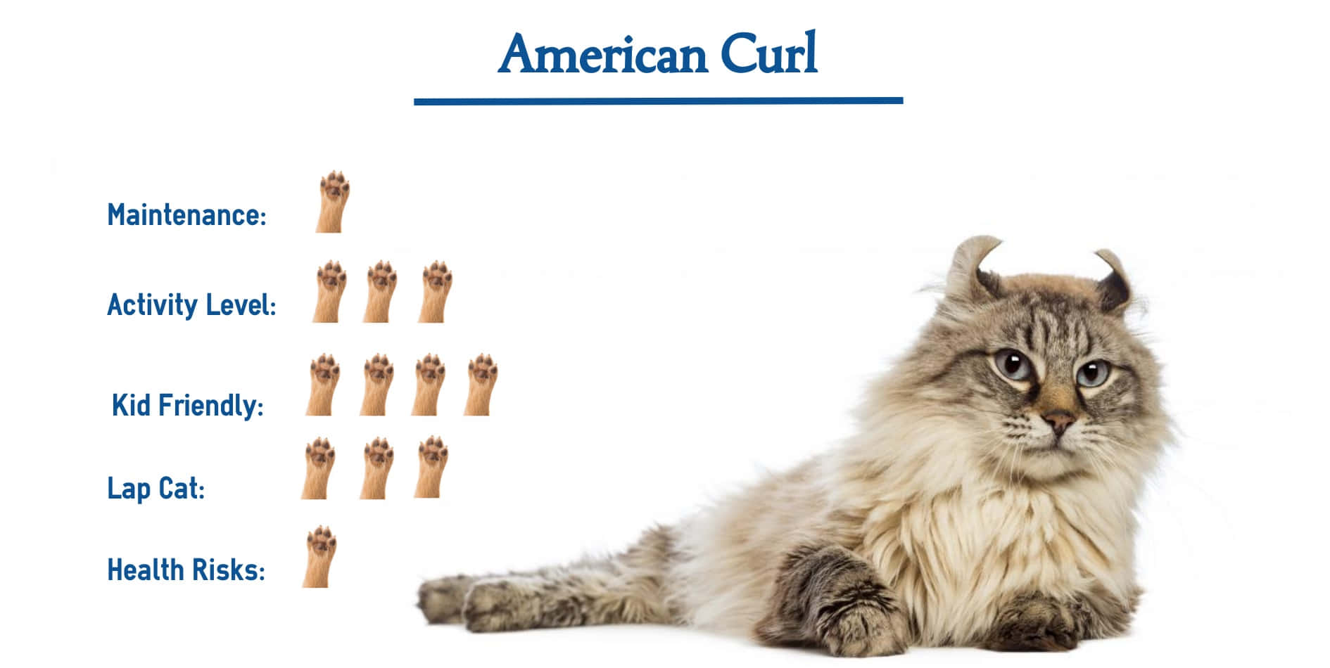 Playful American Curl cat with curled ears on a soft bed Wallpaper