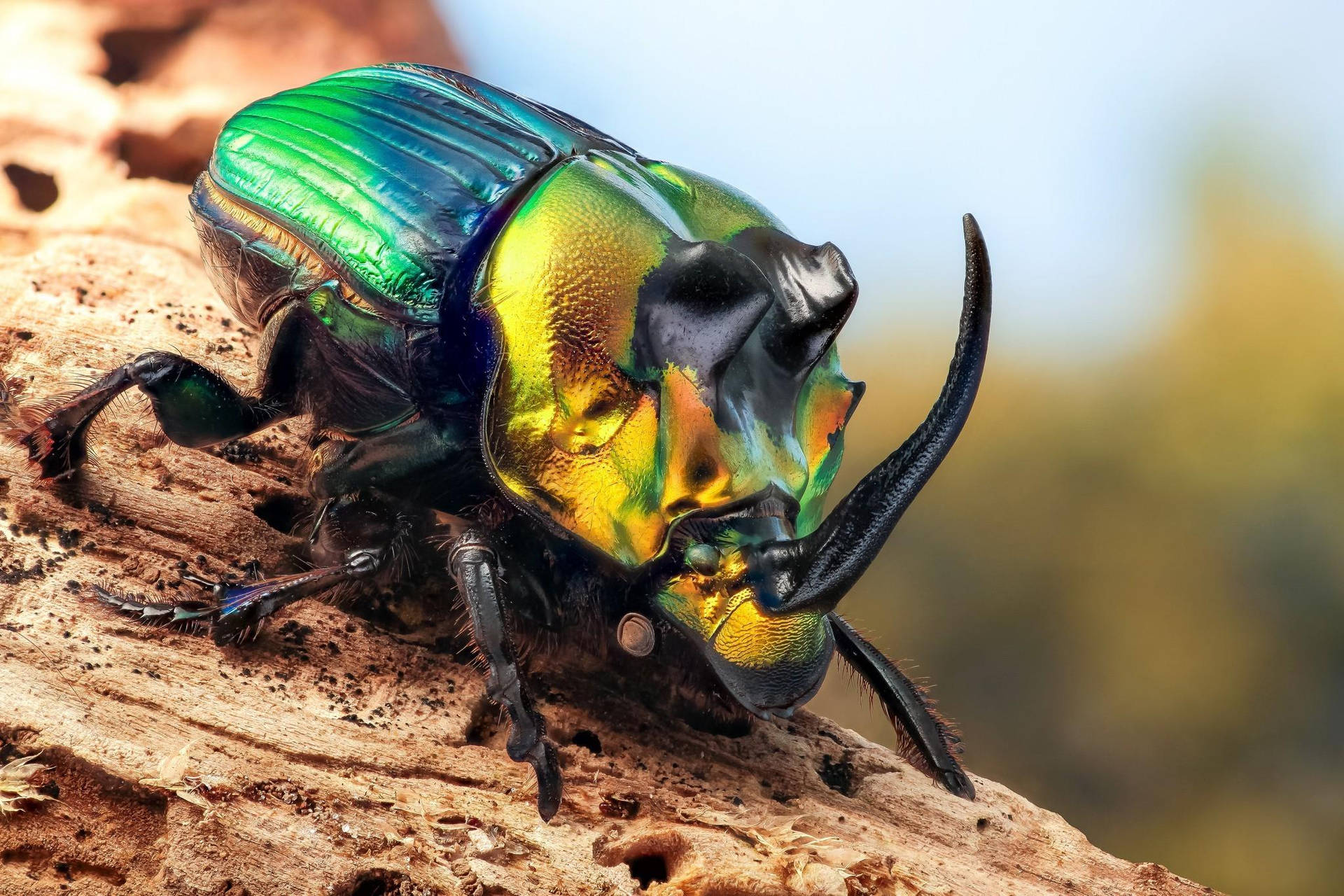 American Dung Beetle Rainbow Scarab Wallpaper