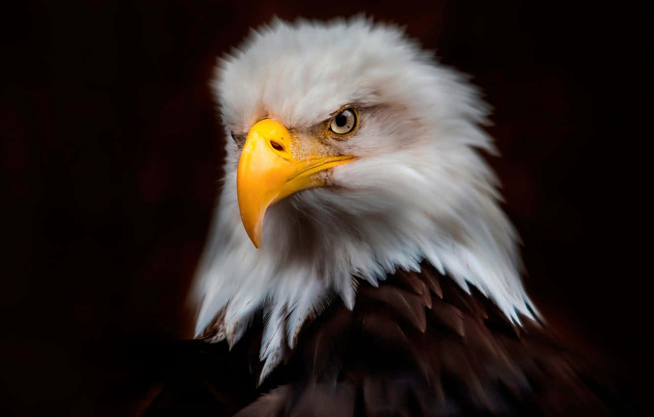 Fühledie Freiheit Des Amerikanischen Adlers Wallpaper