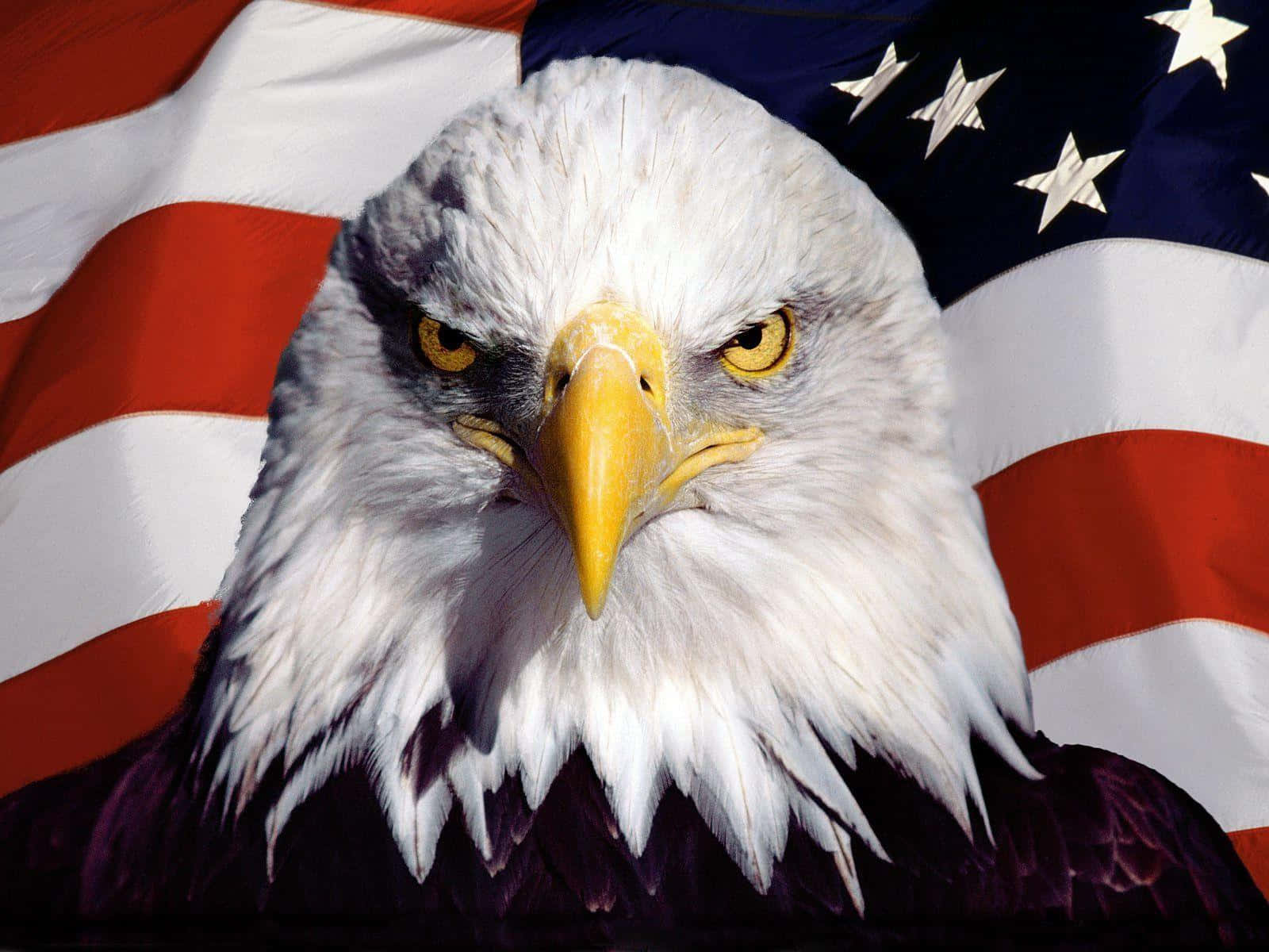 Sientela Libertad Con La Ropa De American Eagle Fondo de pantalla