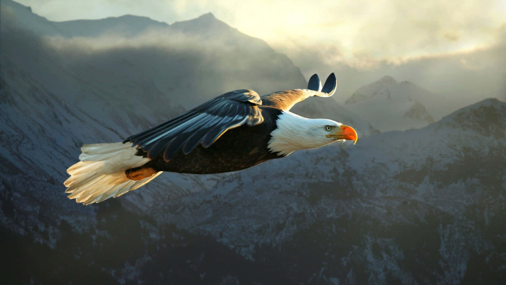 Einatemberaubender Amerikanischer Adler, Der Im Himmel Schwebt. Wallpaper