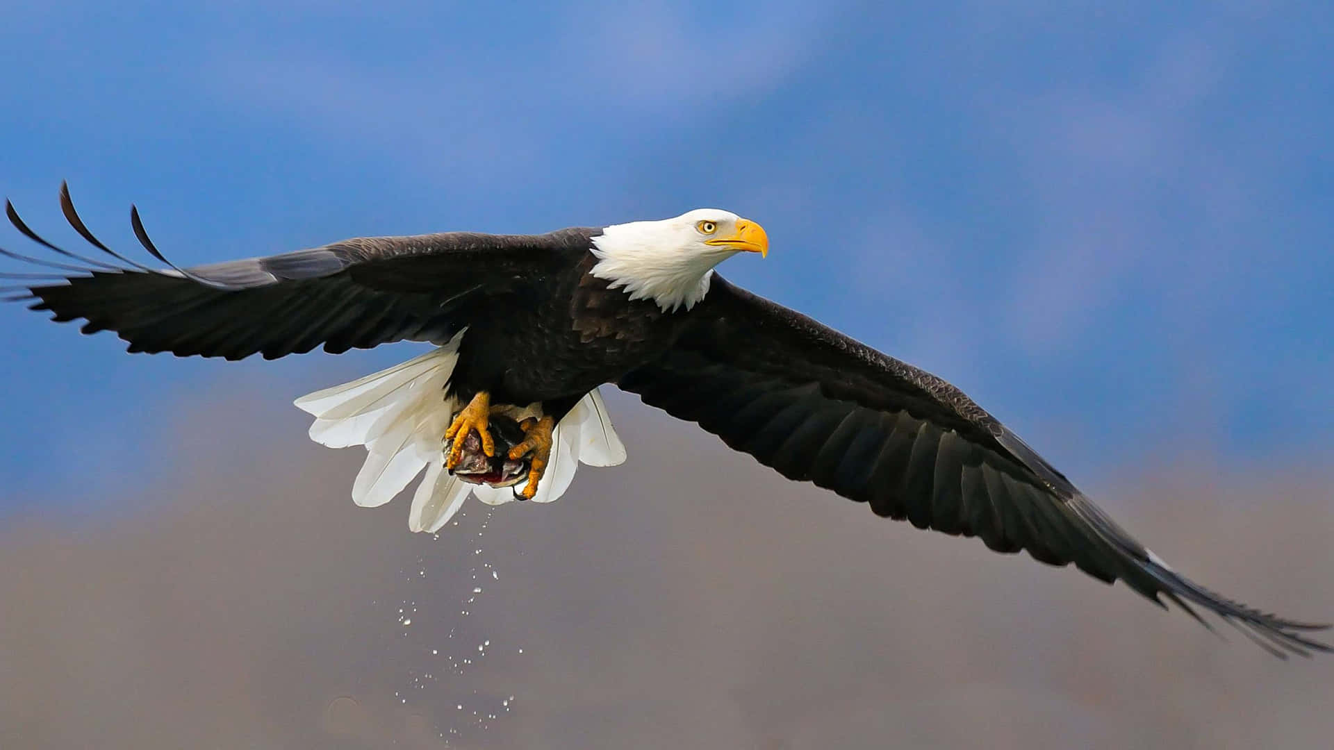 Bald Eagle In Flight With A Fish In Its Mouth Wallpaper