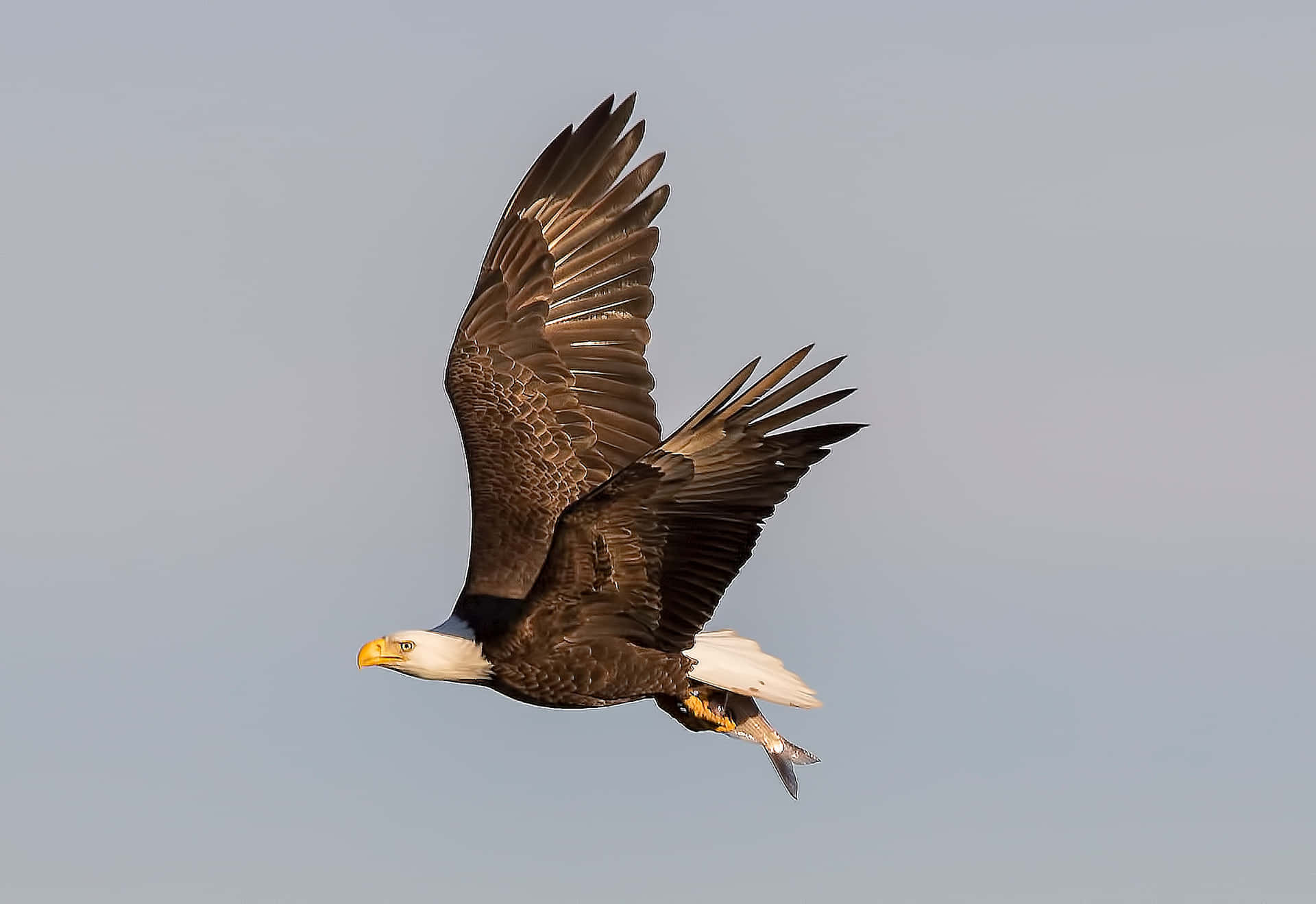 A Bald Eagle Flies Through The Air With A Fish In Its Mouth Wallpaper