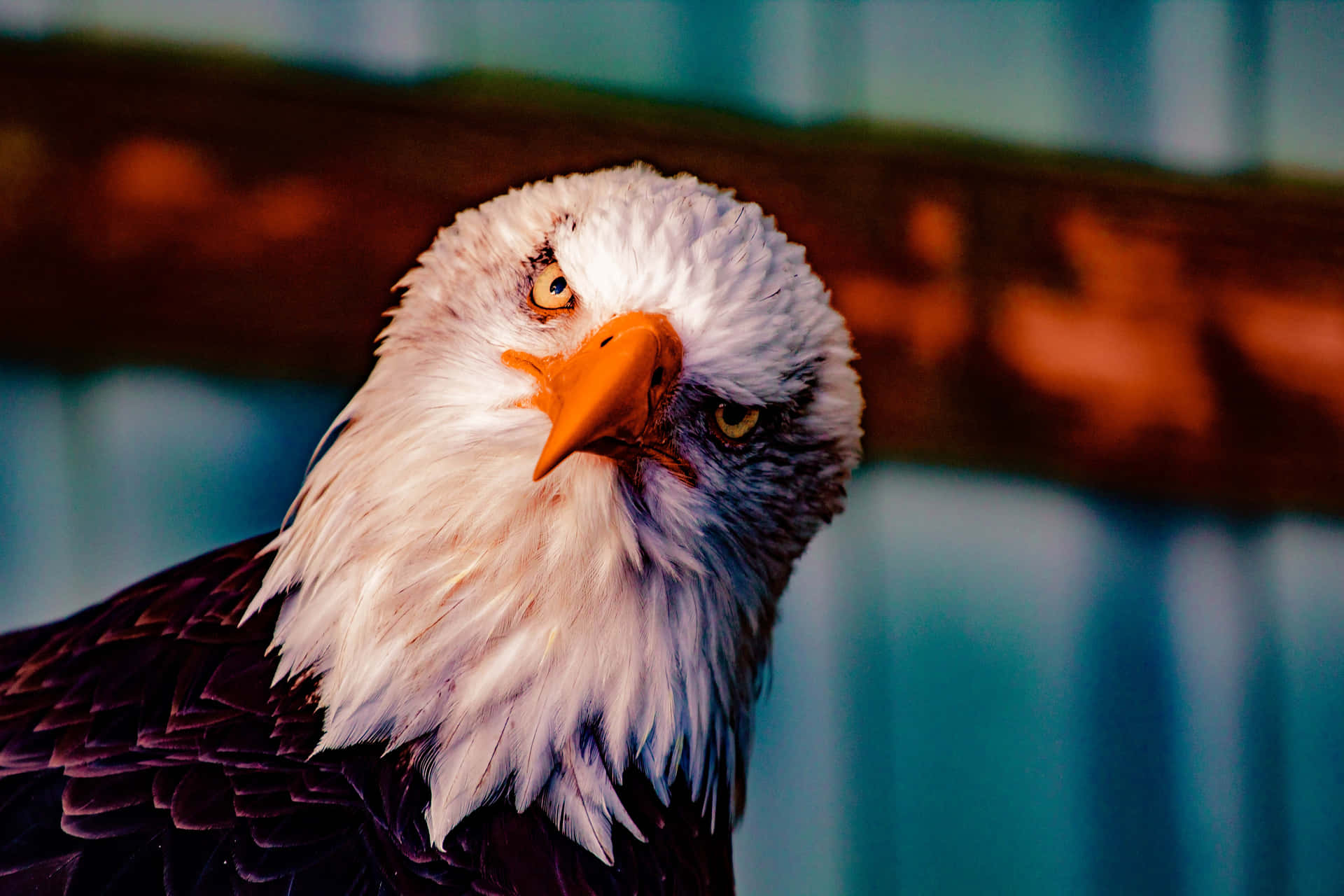 A Bald Eagle With A Blue Background Wallpaper