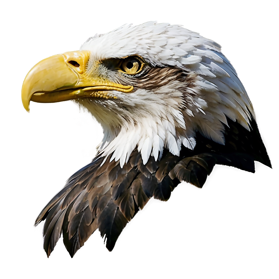 American Eagle D PNG