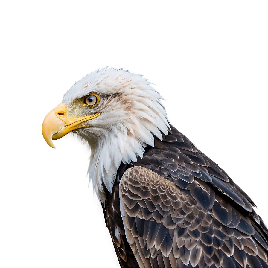American Eagle In Dawn Light Png Cvt94 PNG