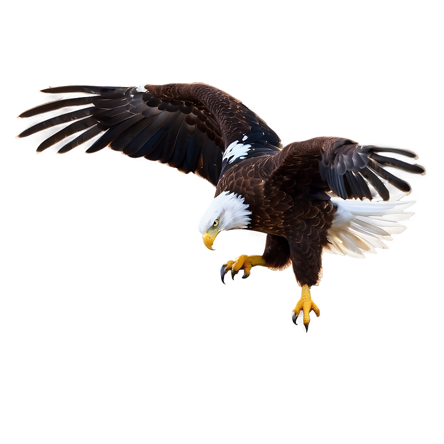 American Eagle In Dawn Light Png Mmg PNG